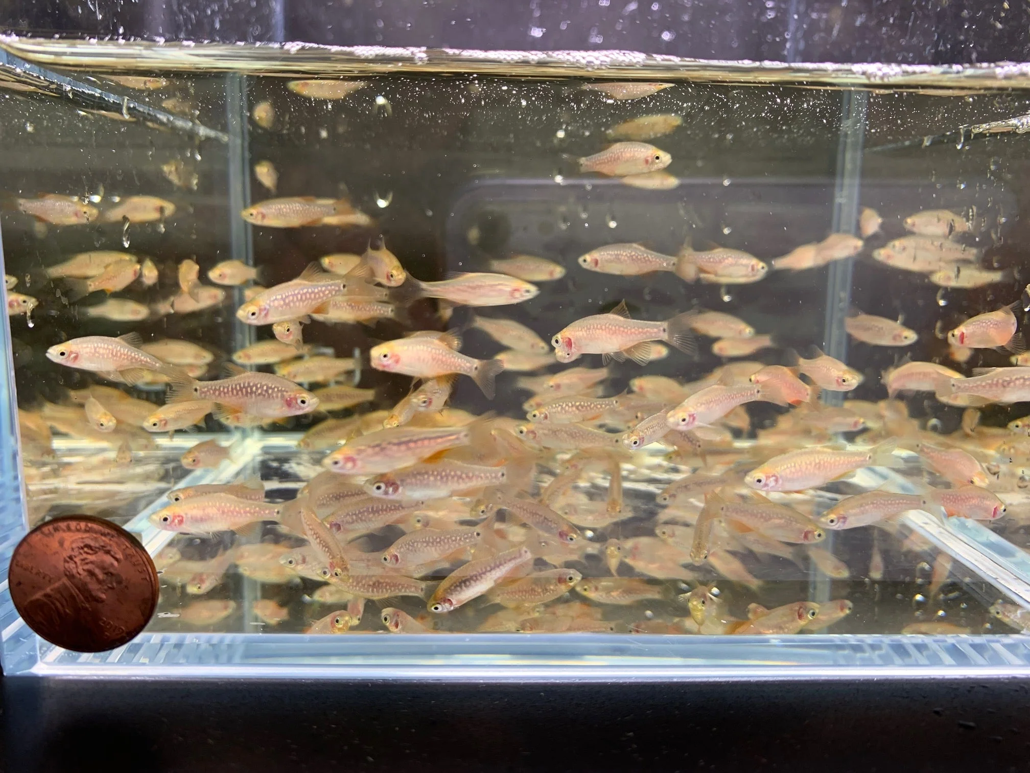 Pearl Emerald Dwarf Danio / Rasbora (Hybrid) - Image 3