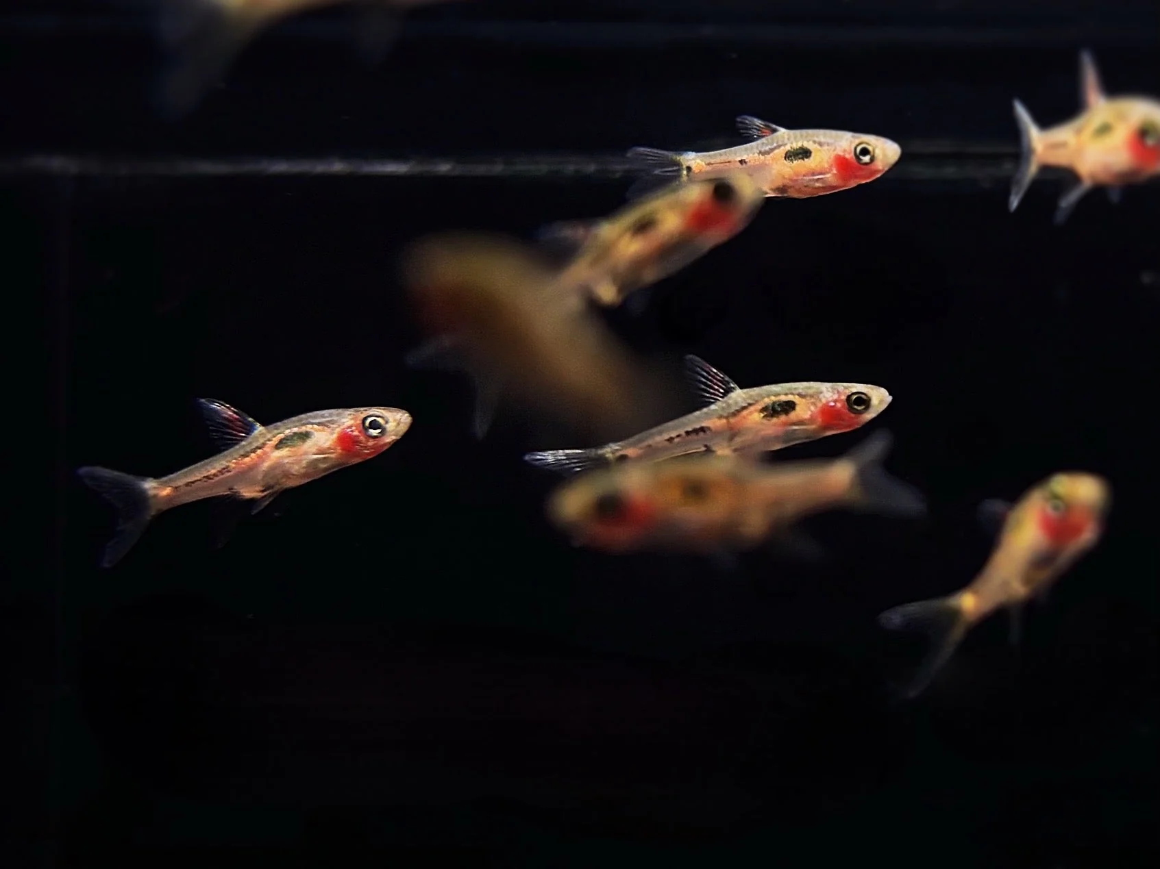 Phoenix Rasbora