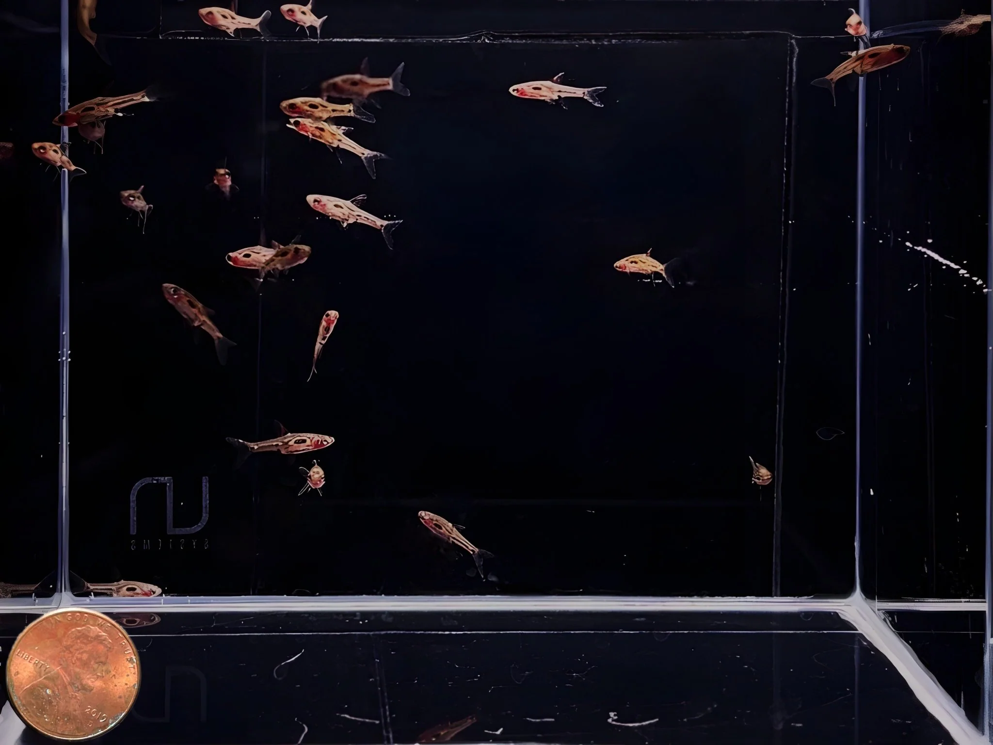 Phoenix Rasbora - Image 2