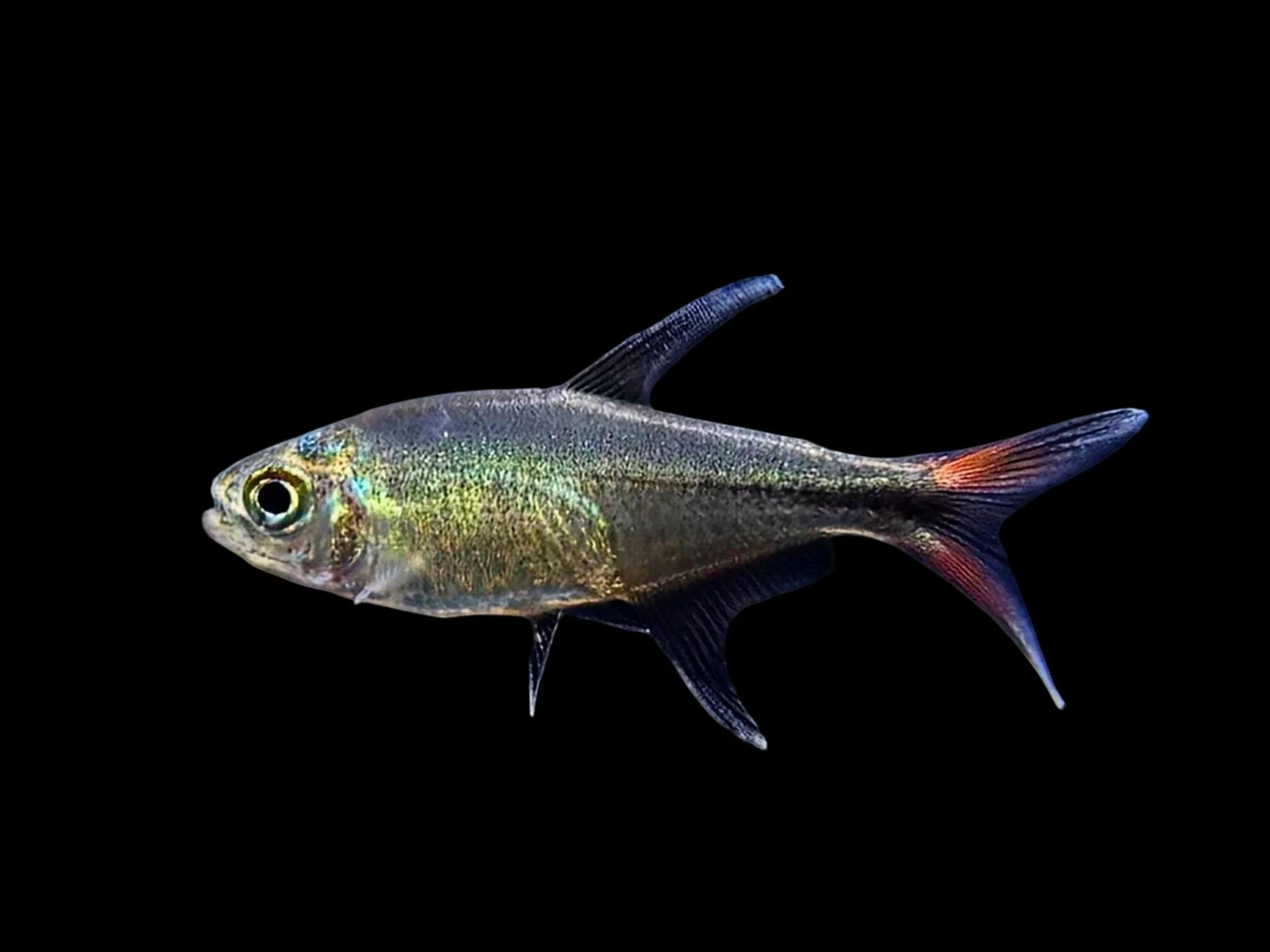 Phoenix Tetra - Image 2
