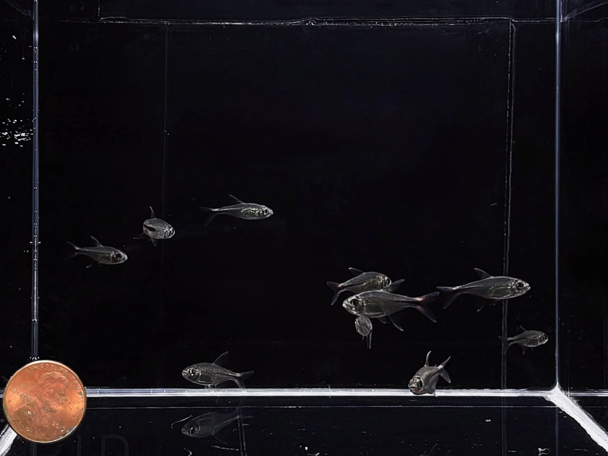 Phoenix Tetra - Image 3