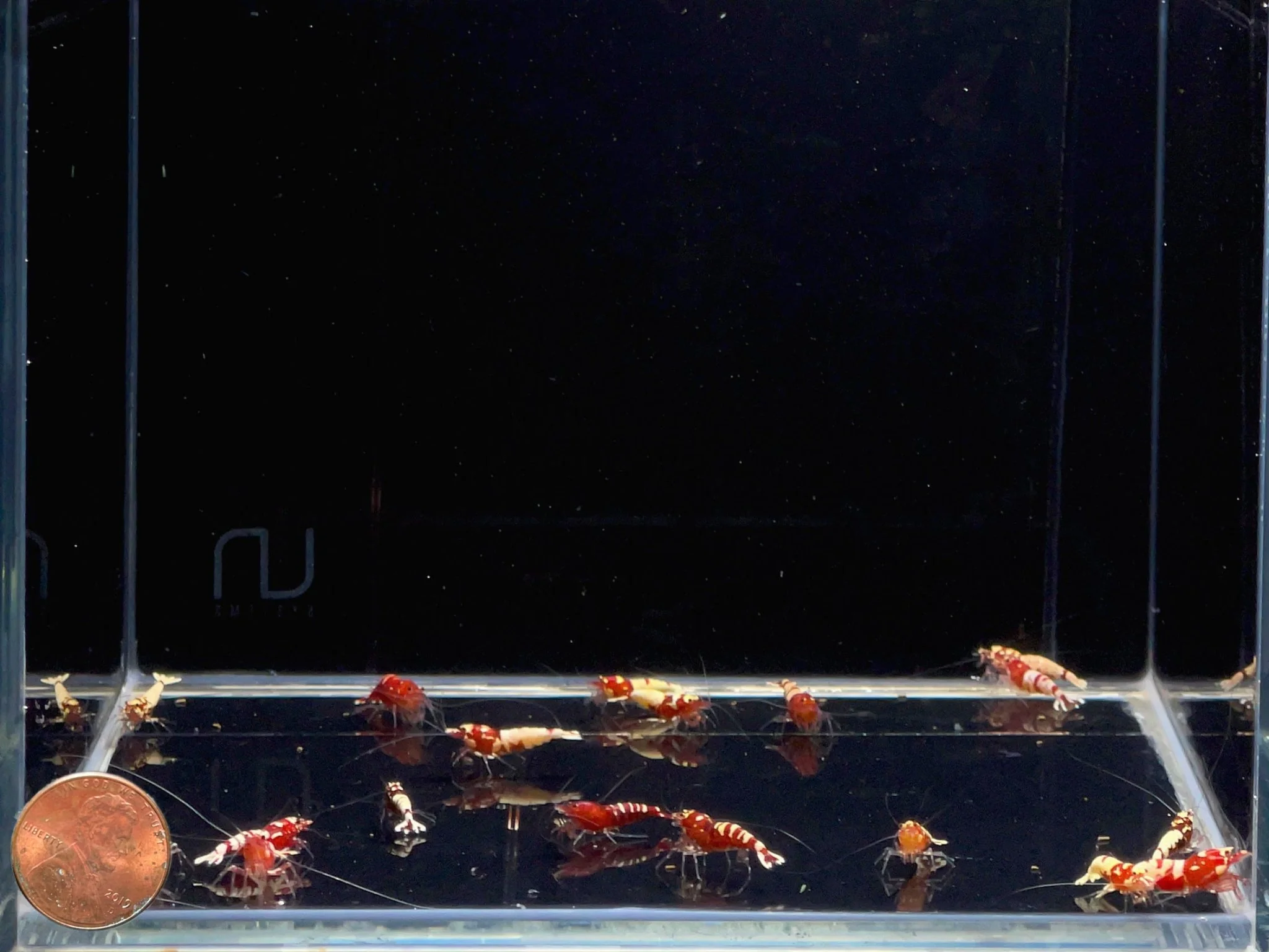 Pinto Red Spotted Shrimp - Image 2