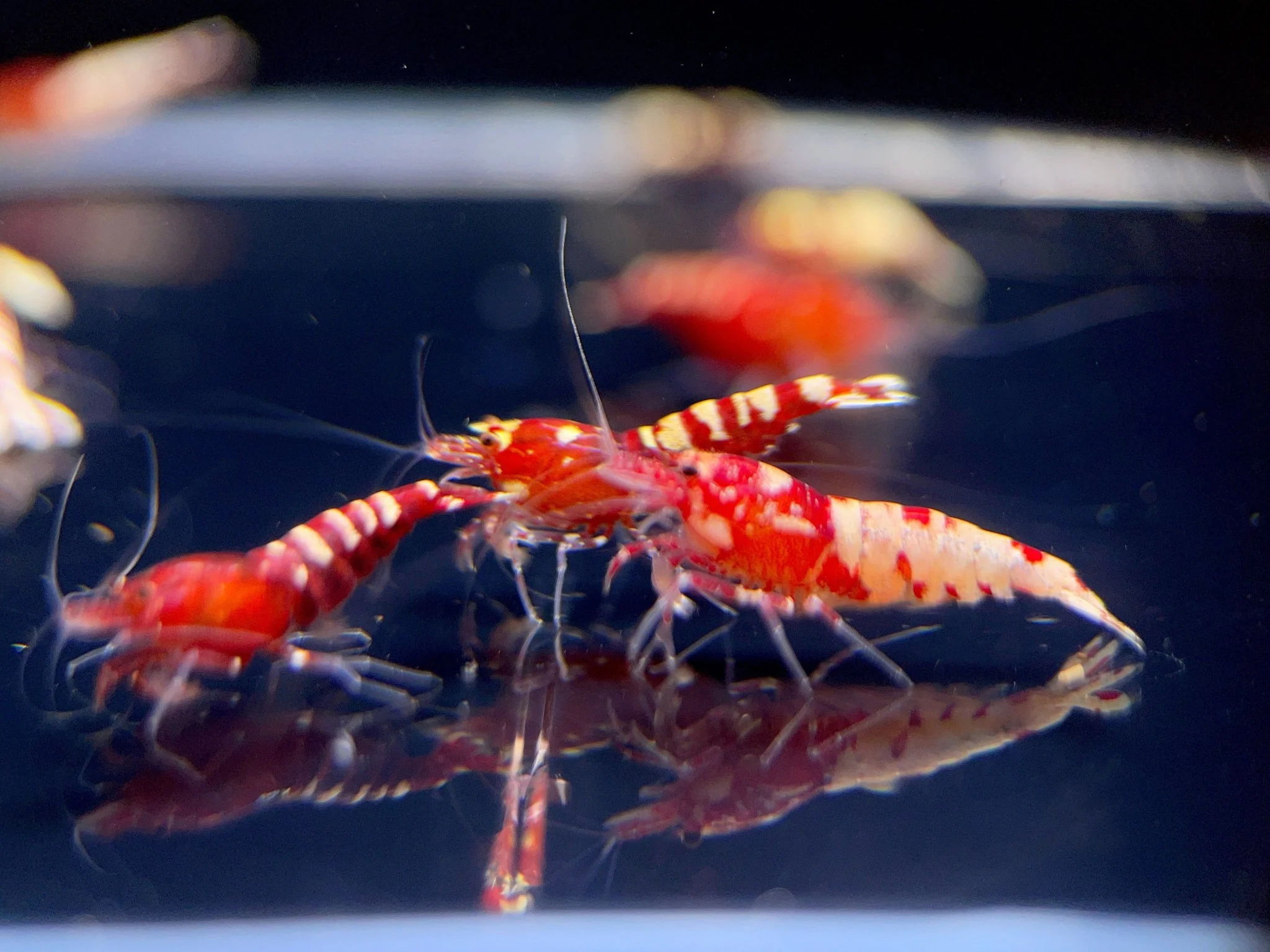 Pinto Red Spotted Shrimp - Image 3
