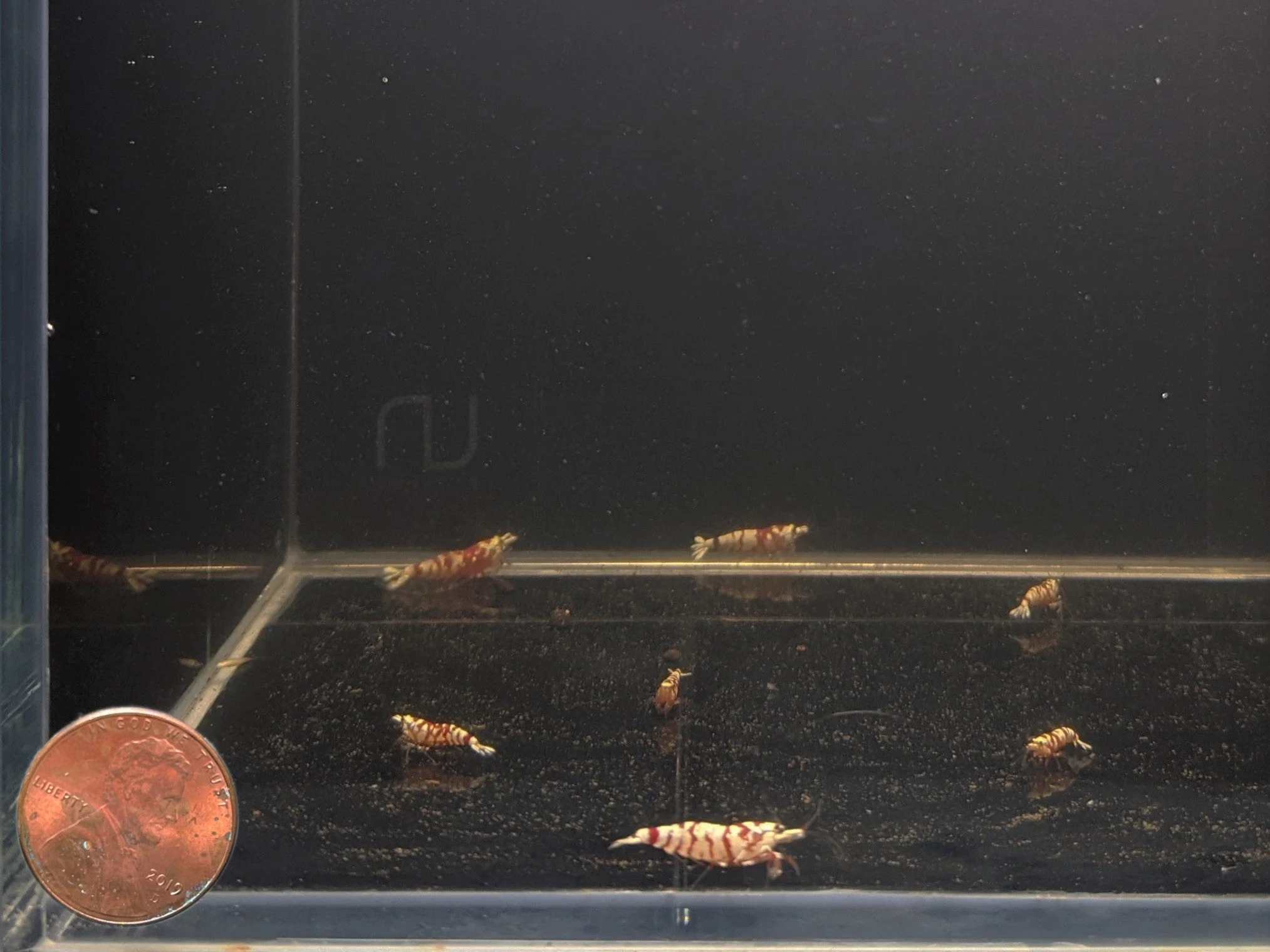 Pinto Tiger Red Shrimp (Grade A) - Image 2