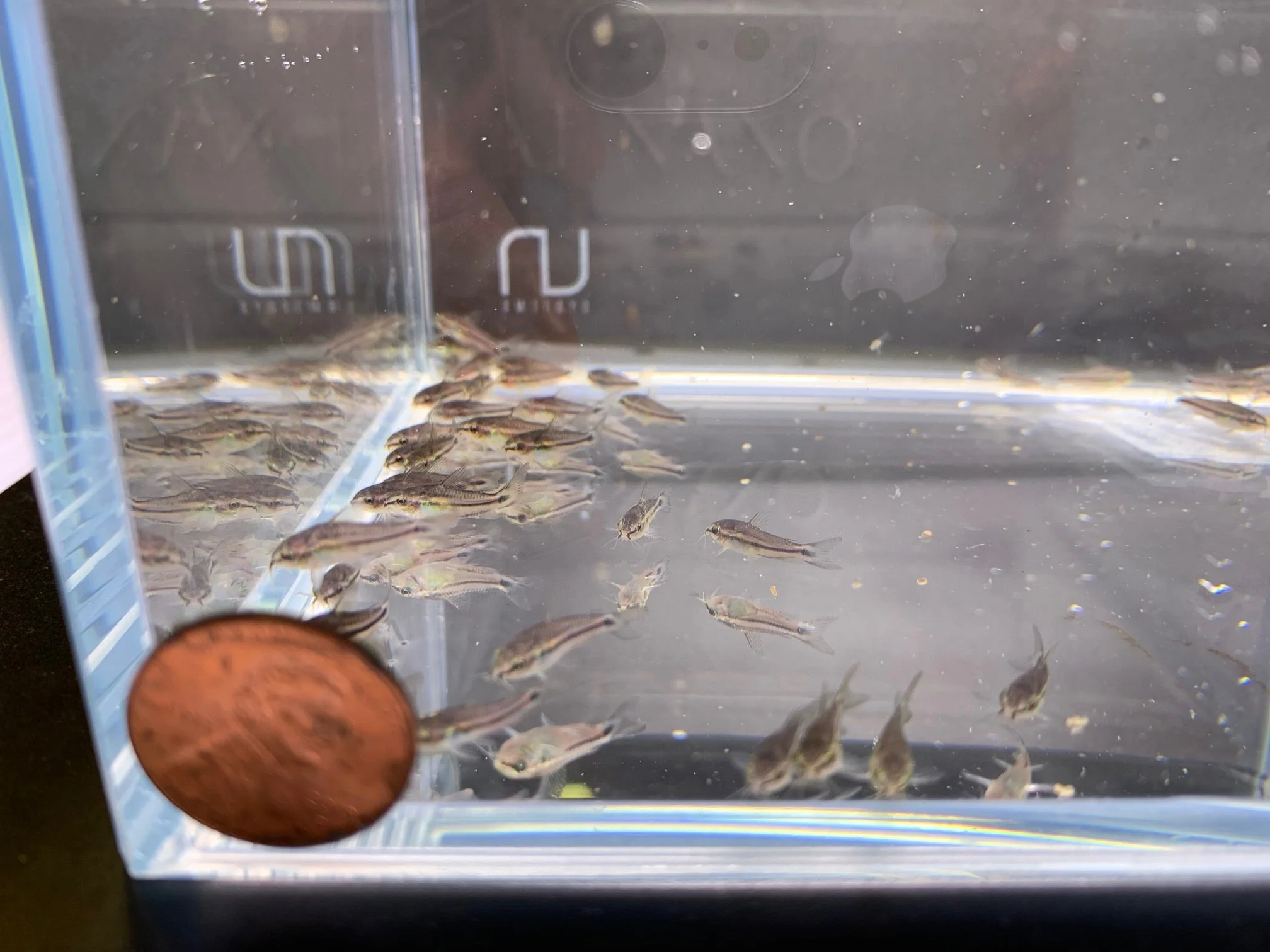 Pygmy Cory - Image 3