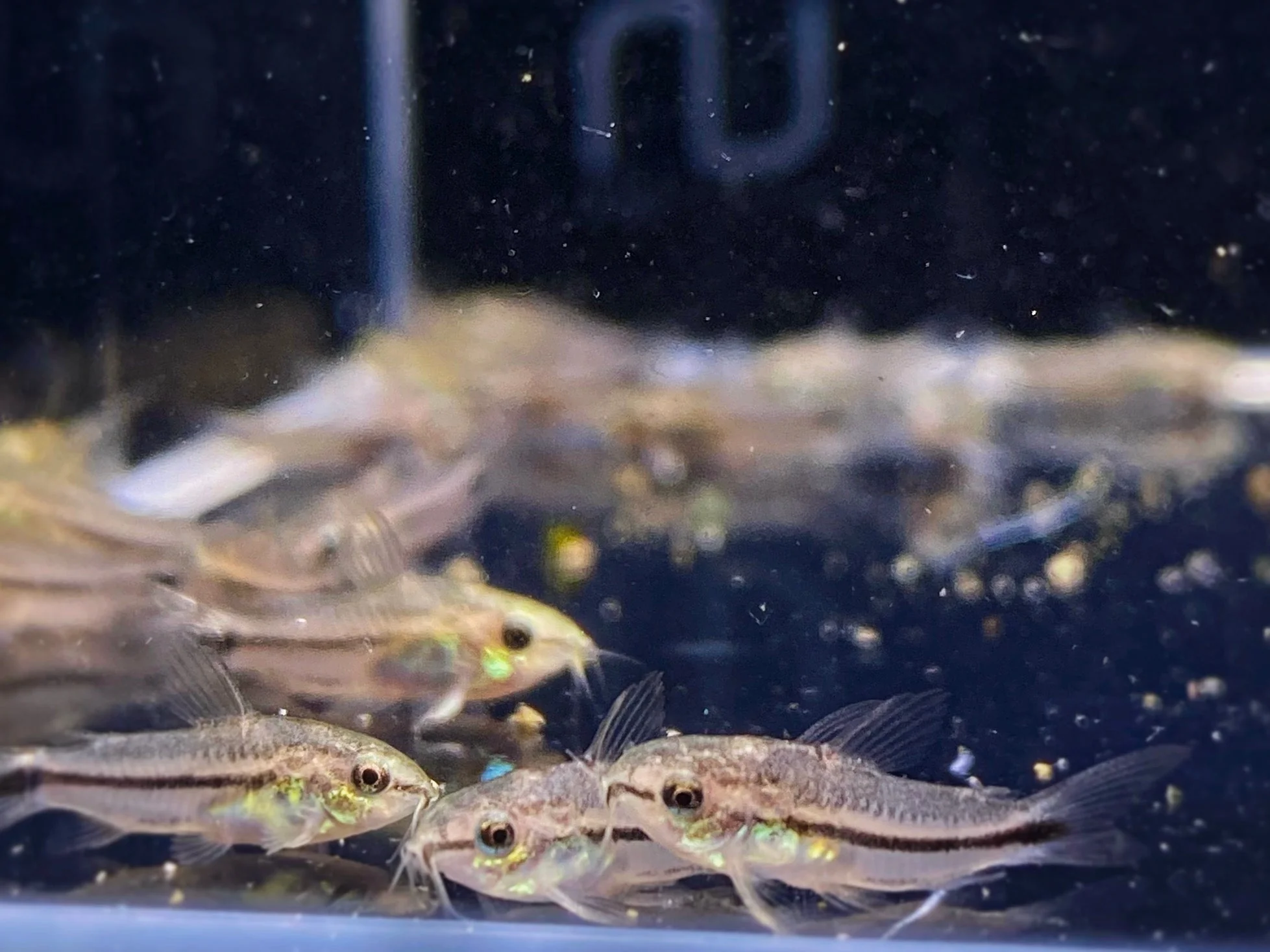 Pygmy Cory - Image 4