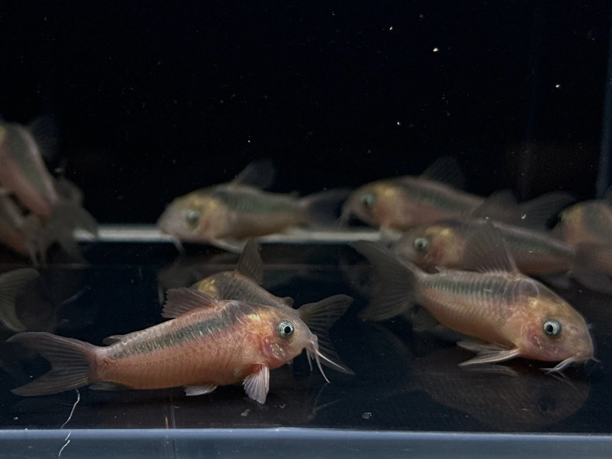 Rabauti Cory