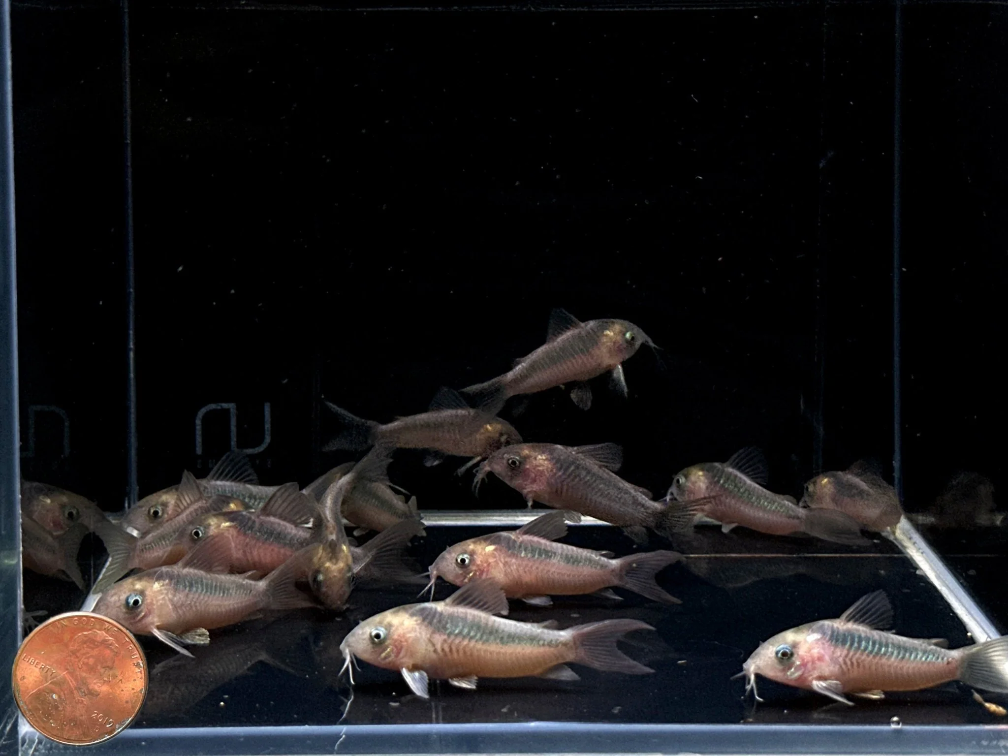 Rabauti Cory - Image 2