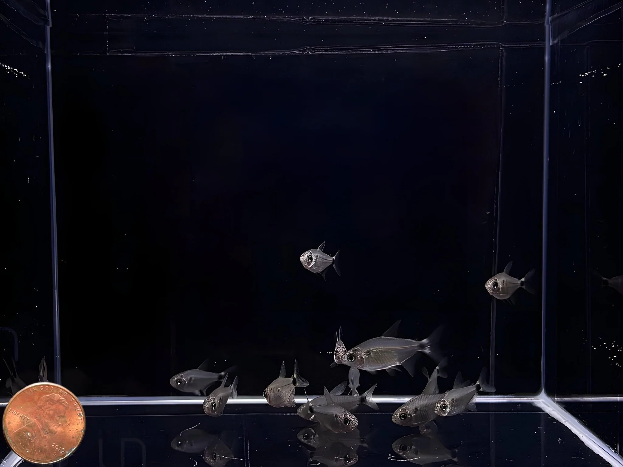 Raccoon Tetra - Image 2