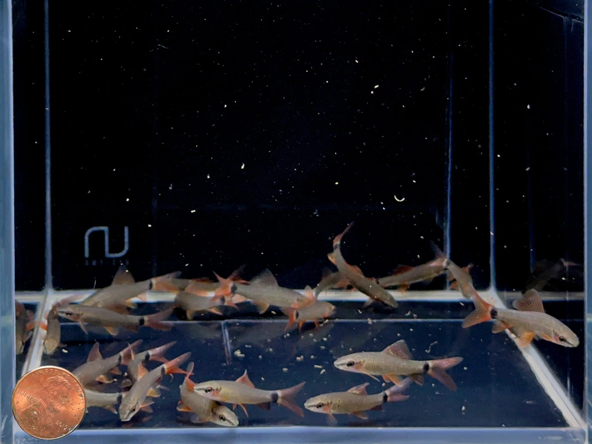 Rainbow Shark (S) - Image 2