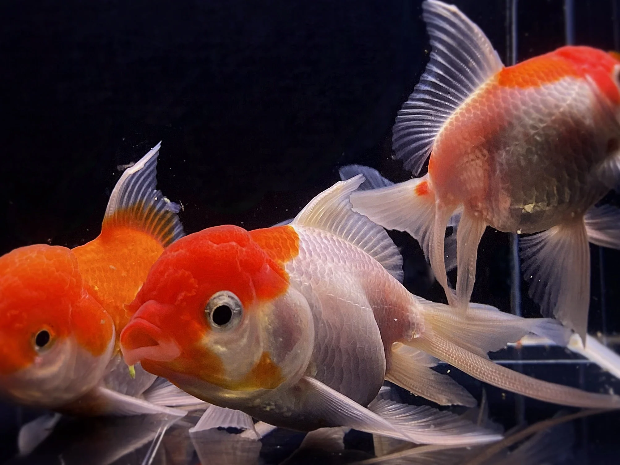 Red & White Oranda Goldfish 3.5-4"