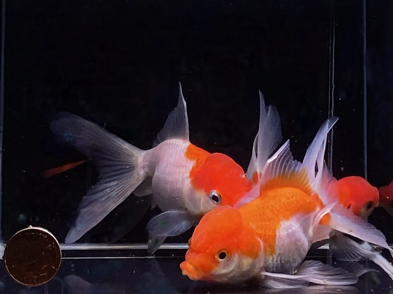 Red & White Oranda Goldfish 3.5-4" - Image 2