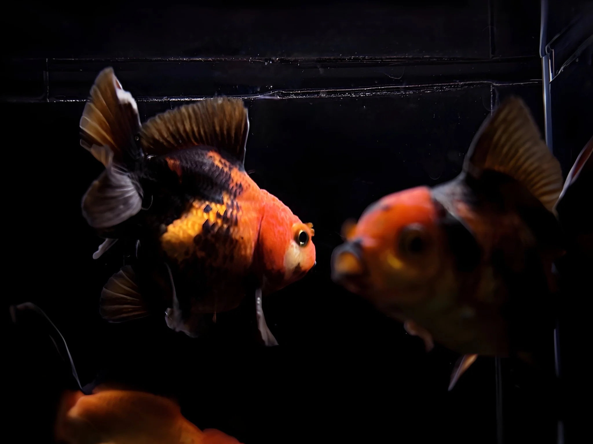 Red & Black Thailand Oranda Goldfish - 2.75"-3.25"