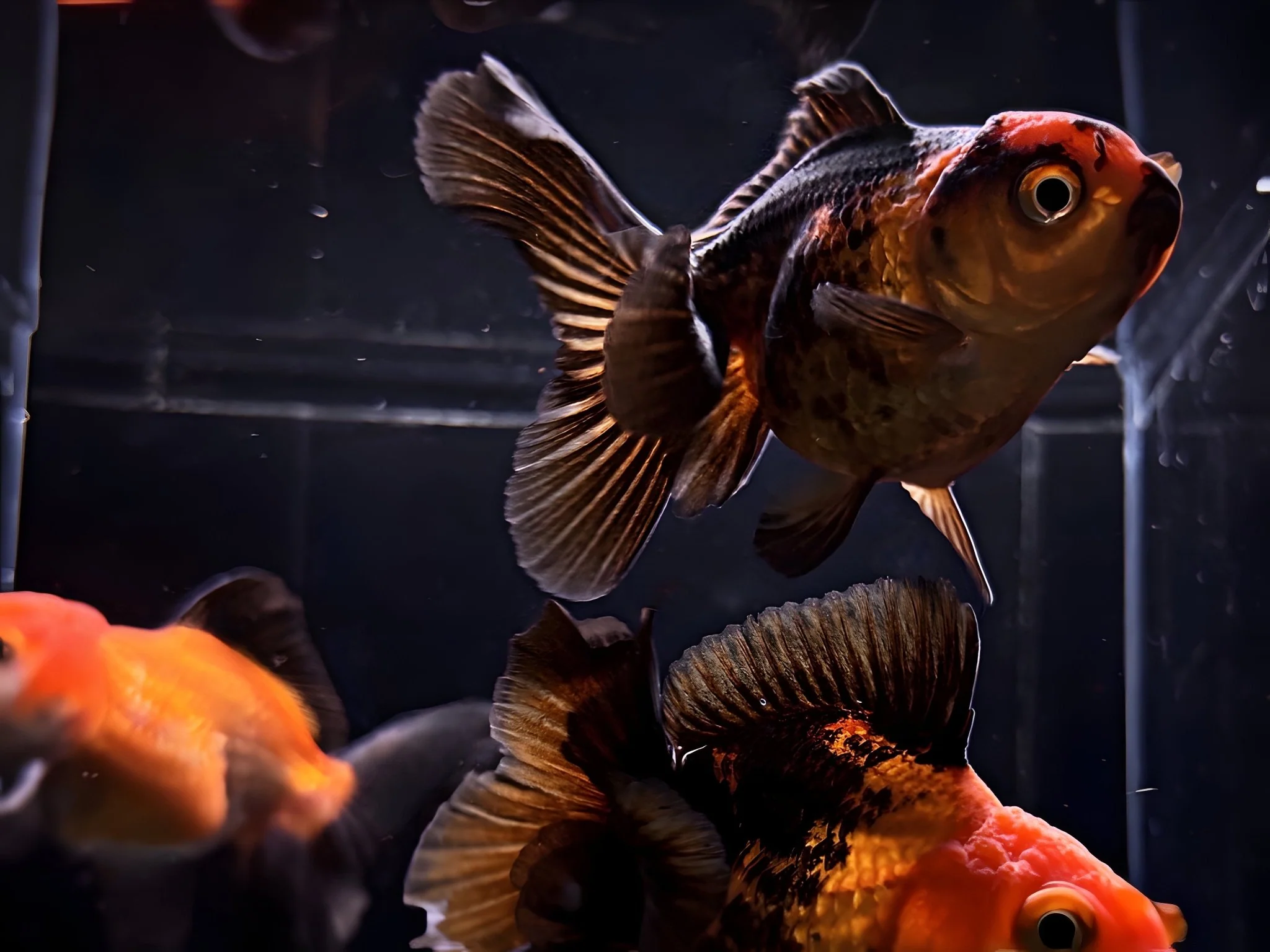 Red & Black Thailand Oranda Goldfish - 2.75"-3.25" - Image 2