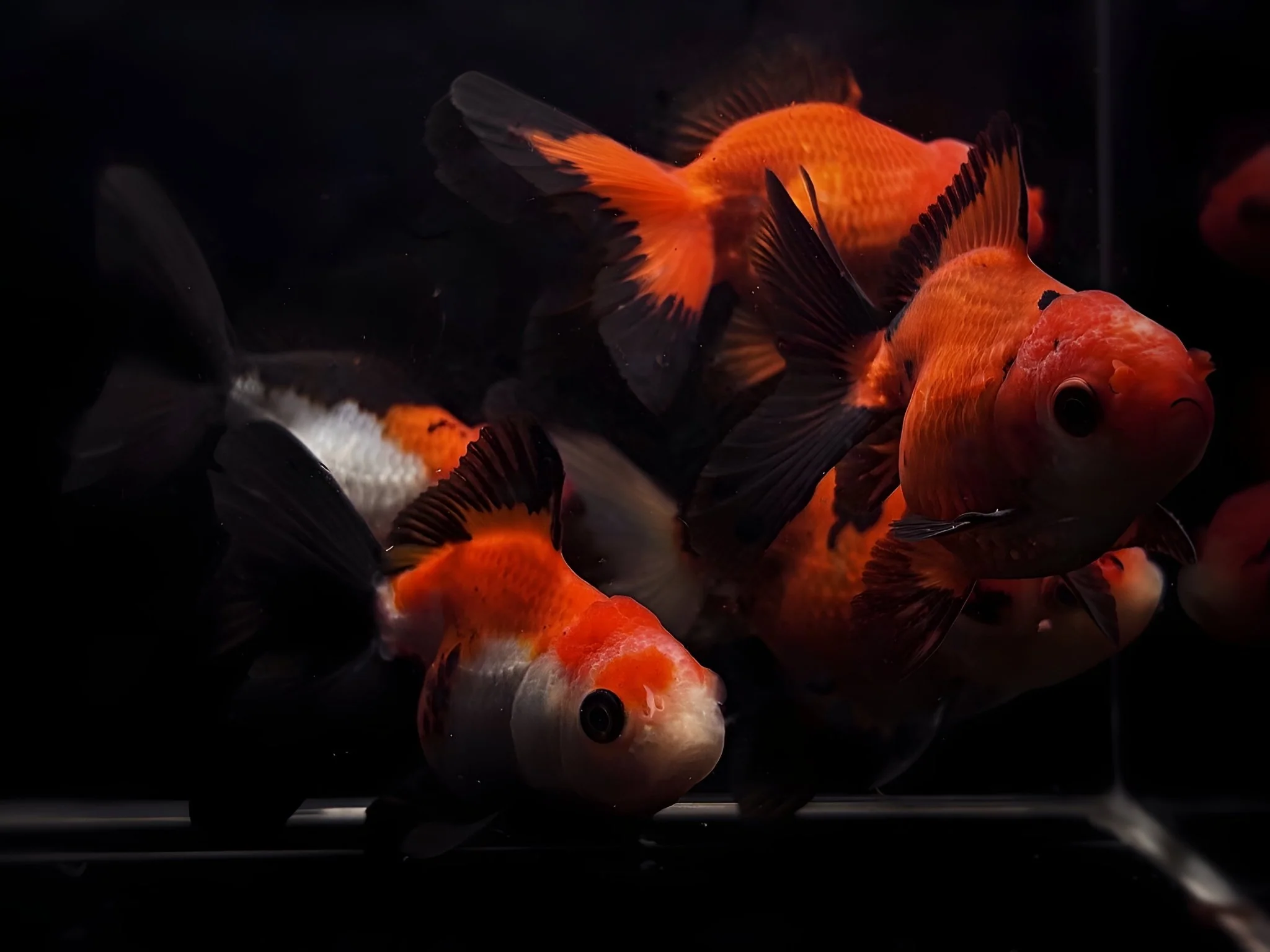 Red & Black Thailand Oranda Goldfish - 2.75"-3.25" - Image 3