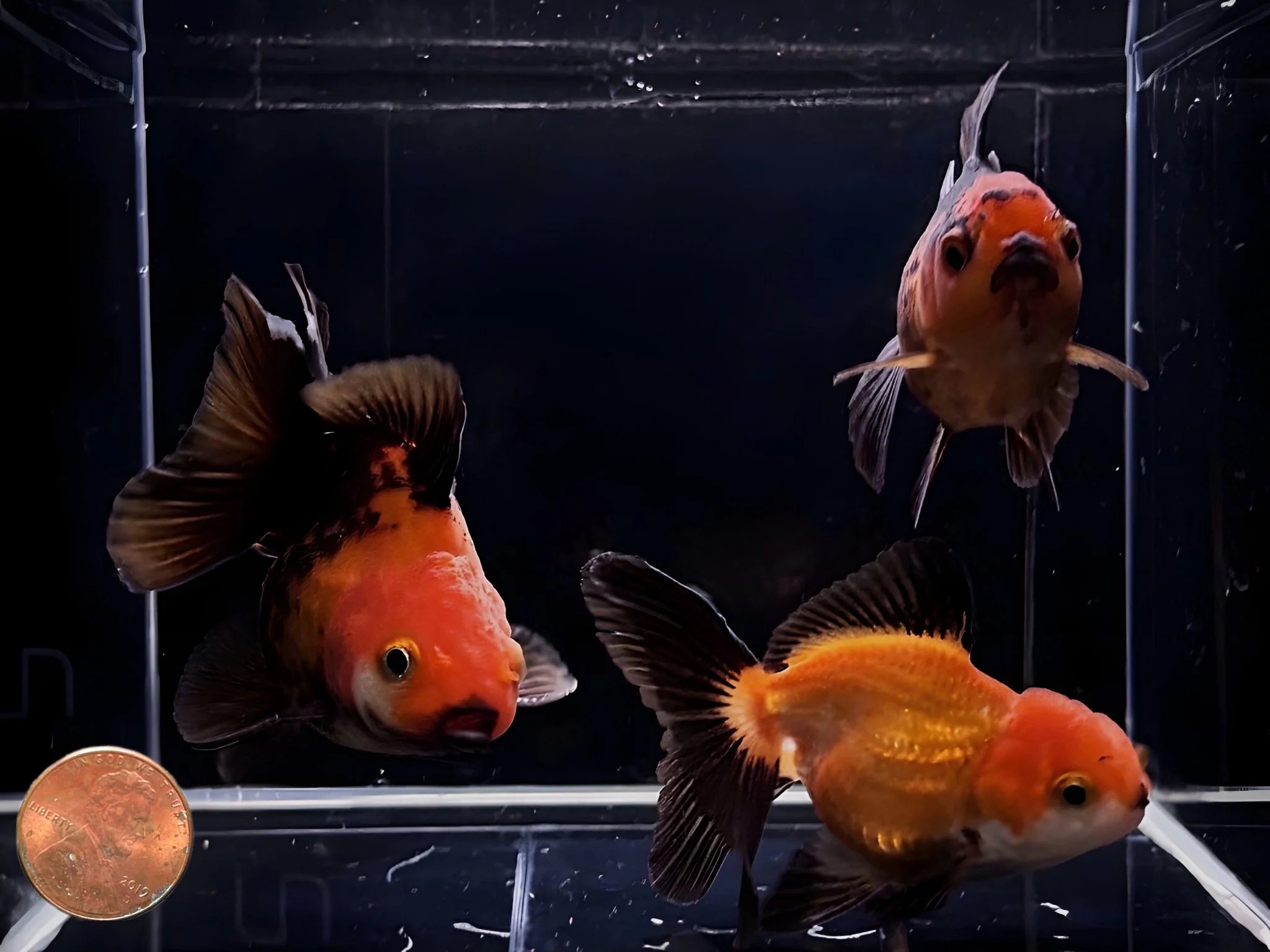 Red & Black Thailand Oranda Goldfish - 2.75"-3.25" - Image 4