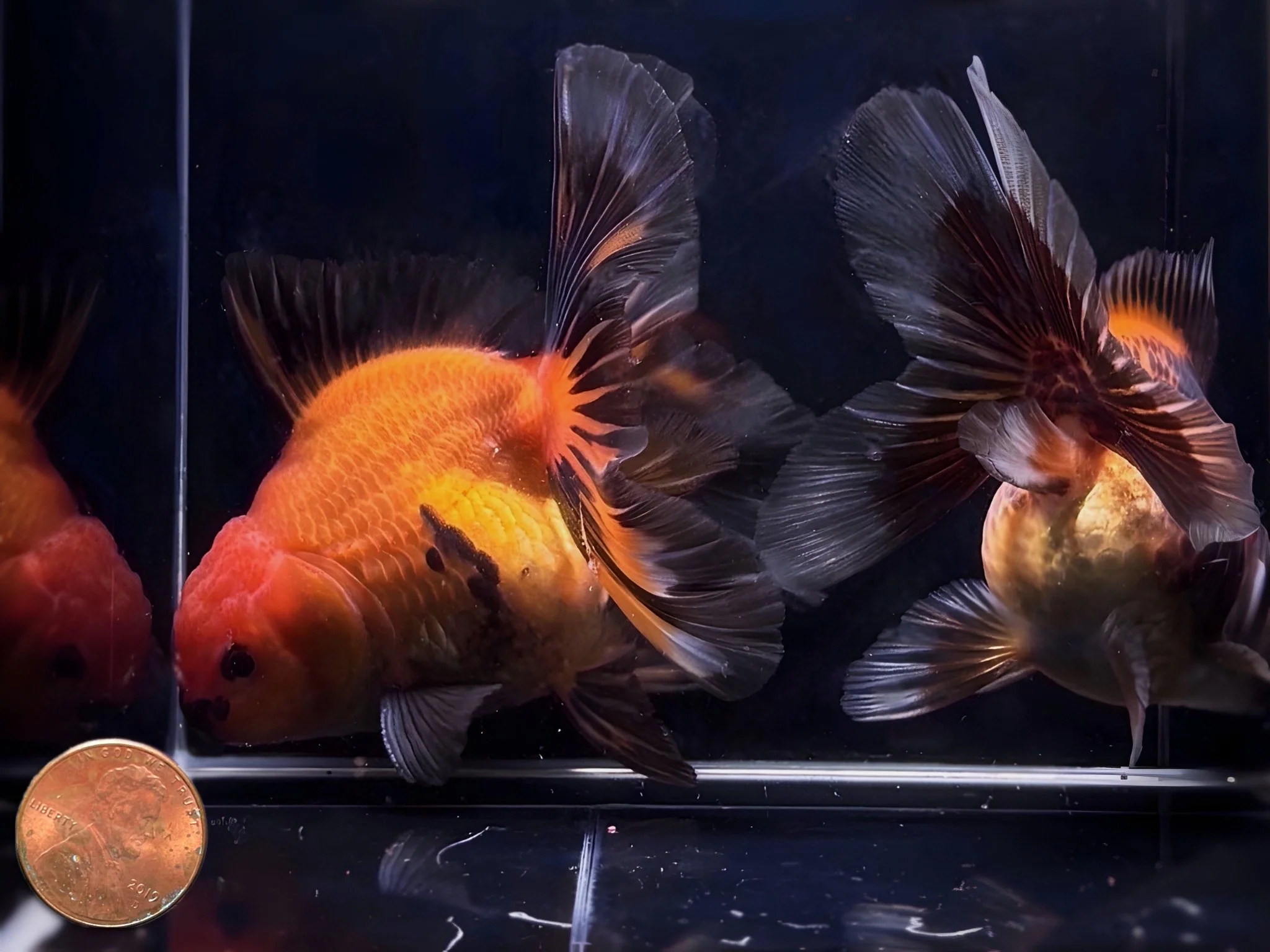 Red & Black Thailand Oranda Goldfish - 4"-4.5" - Image 2
