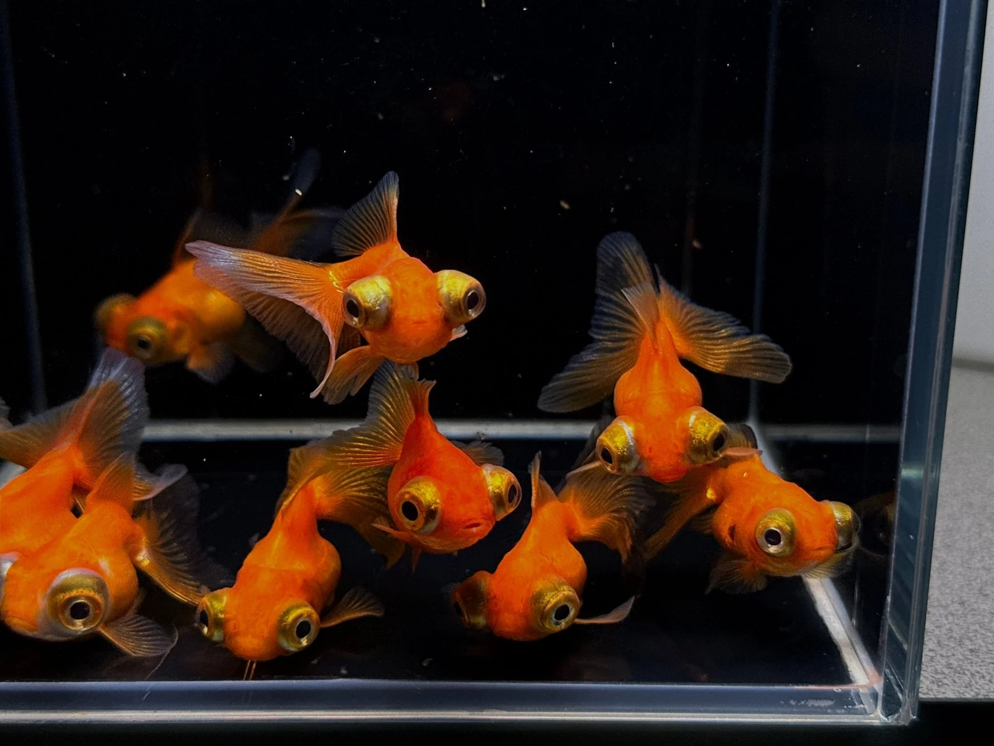 Red Butterfly Tail Goldfish - 2-2.5" - Image 3