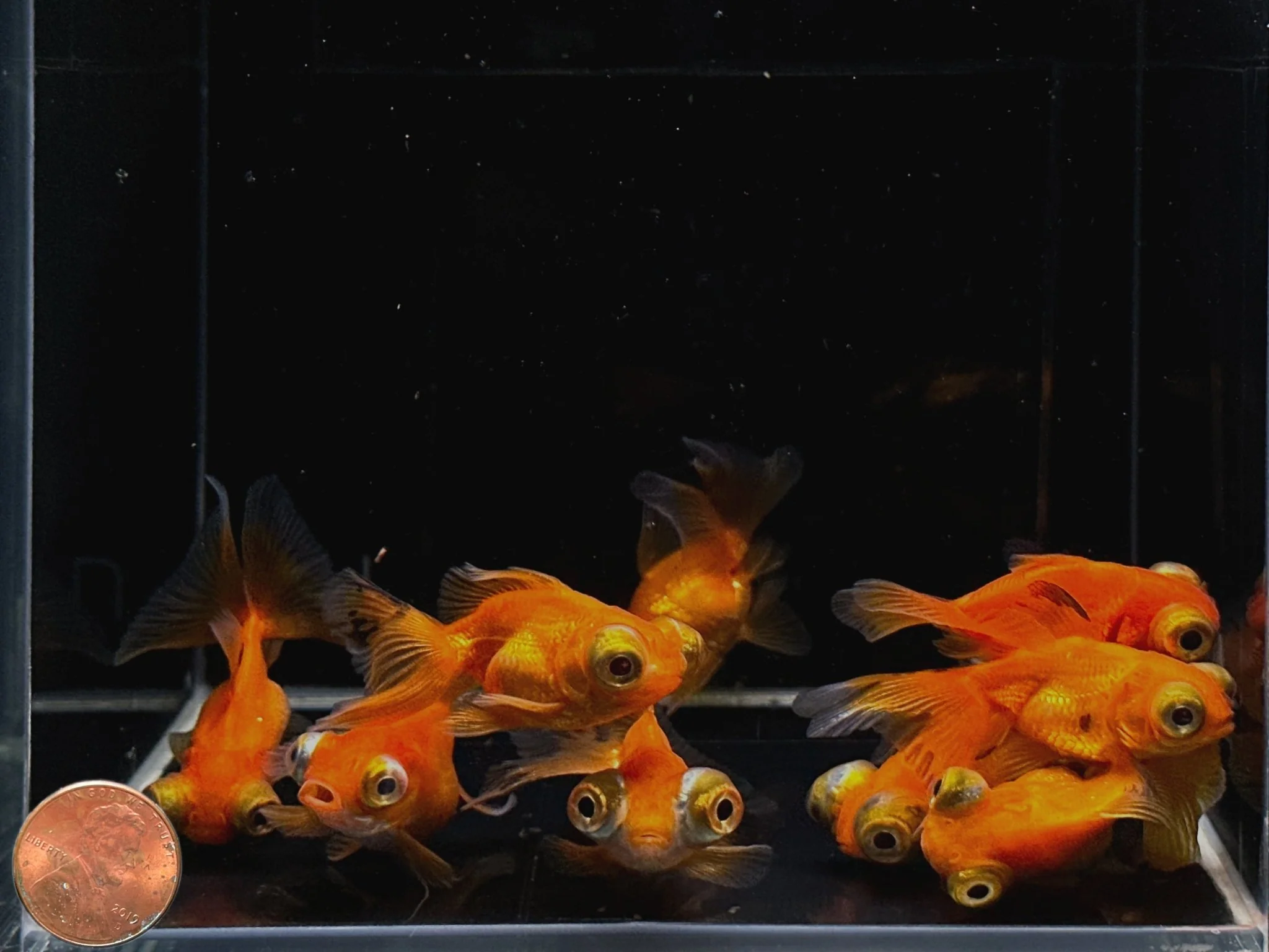 Red Butterfly Tail Goldfish - 2-2.5" - Image 4