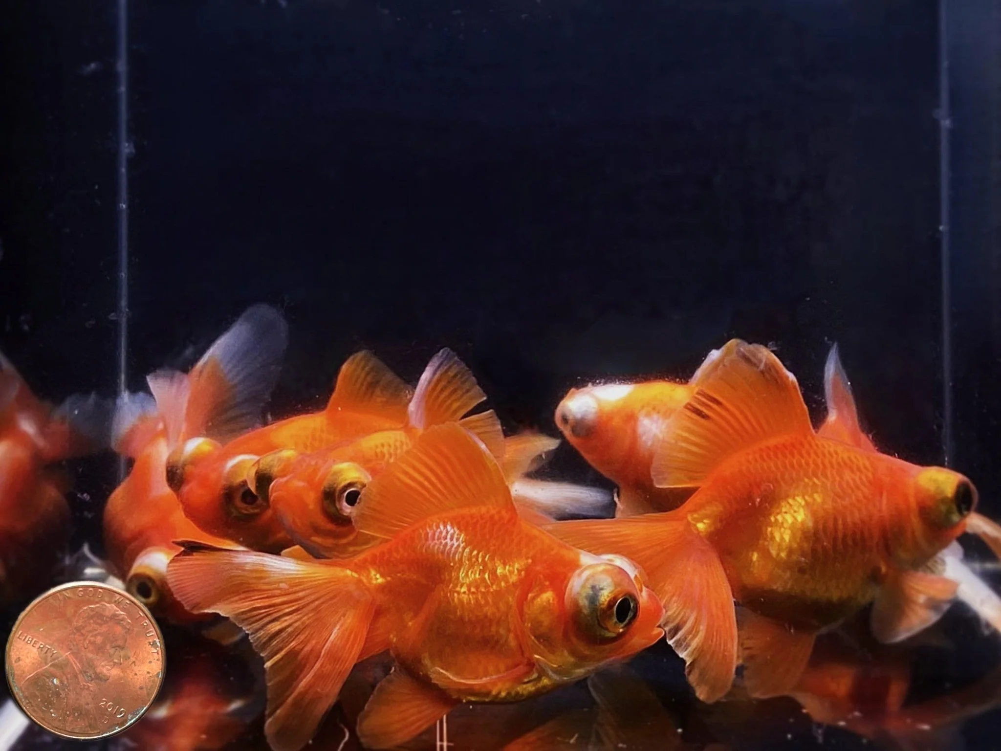 Red Butterfly Tail Goldfish - 2.5-2.75" - Image 2