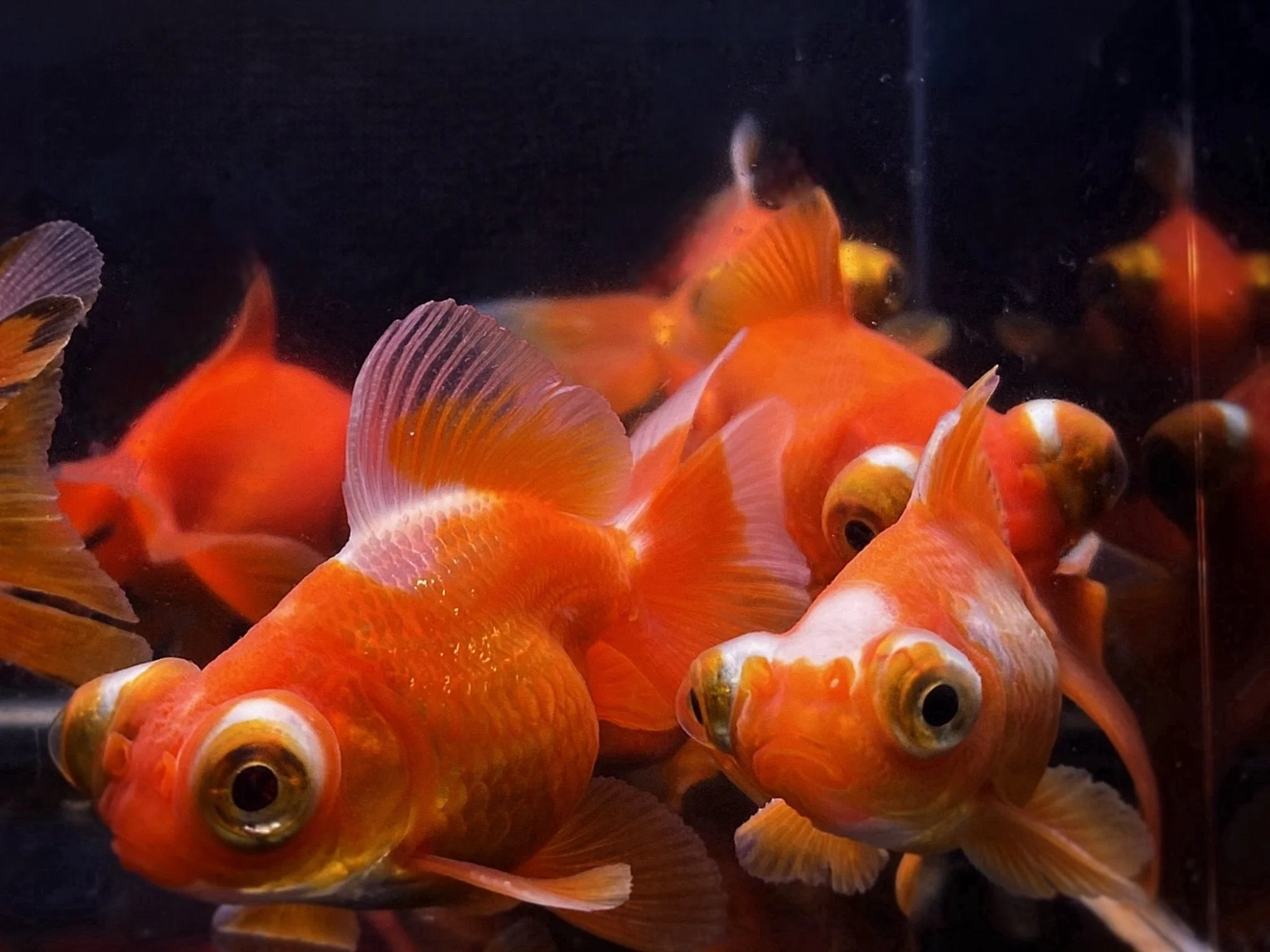 Red Butterfly Tail Goldfish - 2.5-2.75" - Image 4