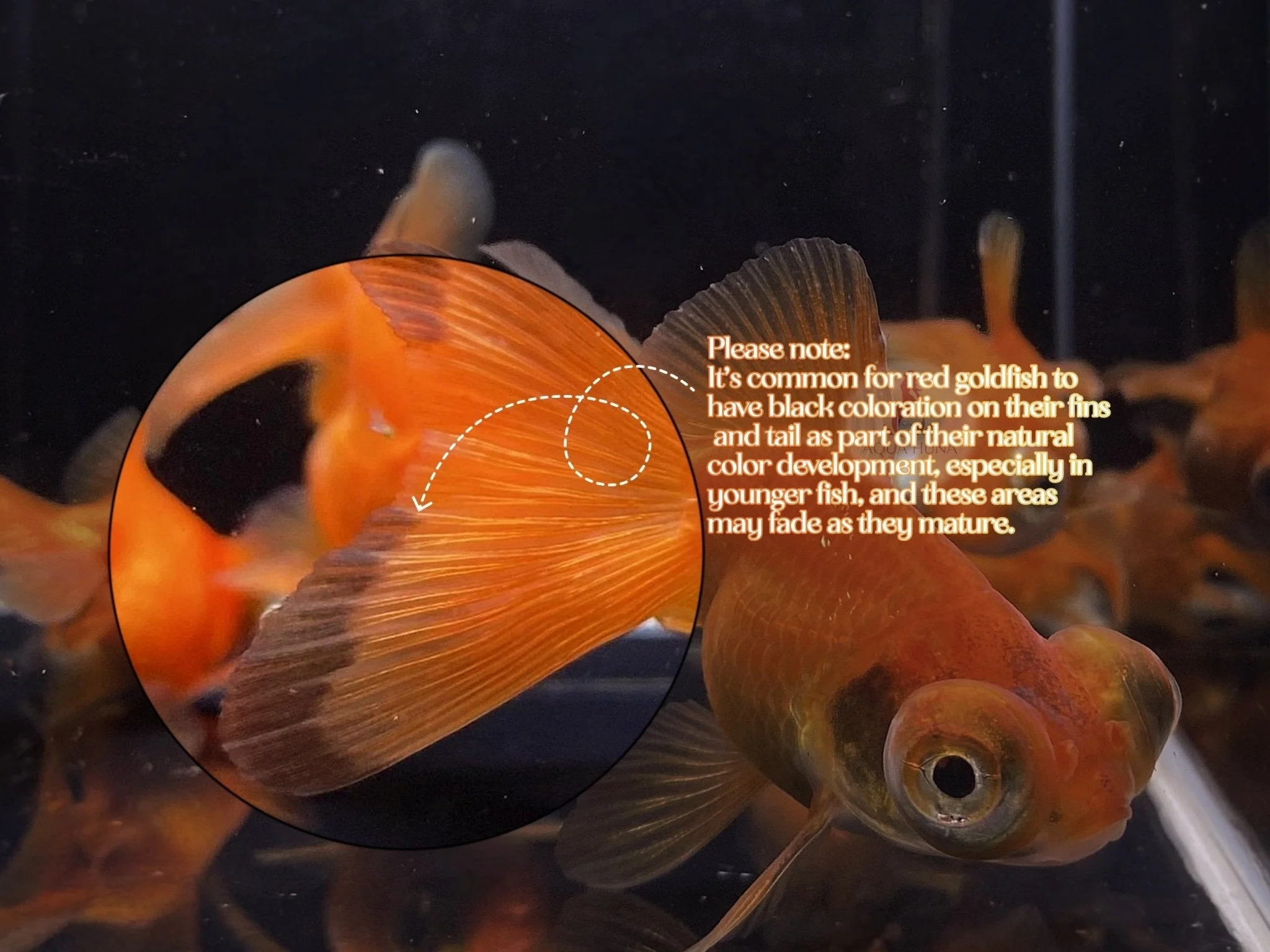 Red Butterfly Tail Goldfish - 2.5-2.75" - Image 6