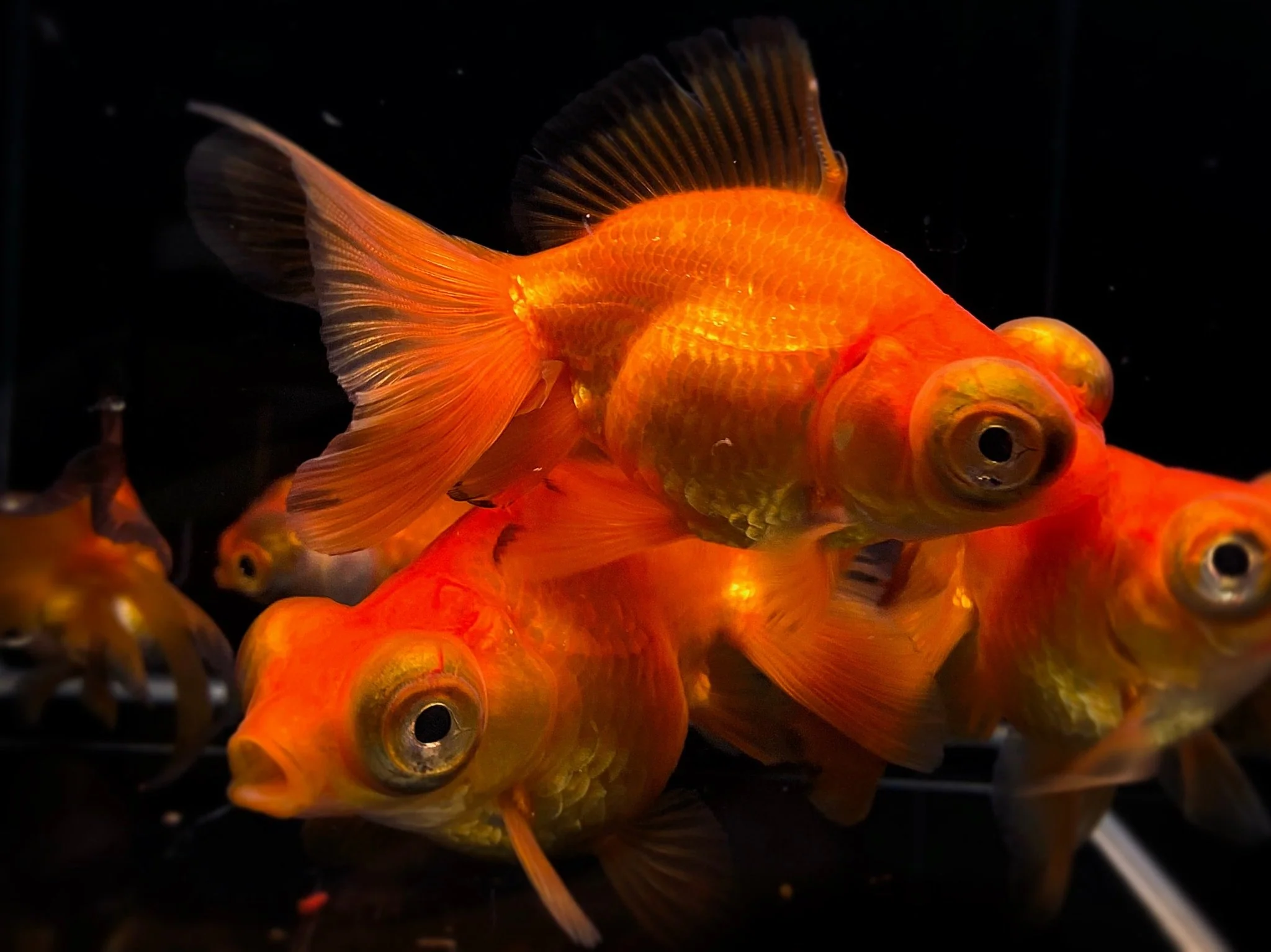 Red Butterfly Tail Goldfish 2.75-3.25"
