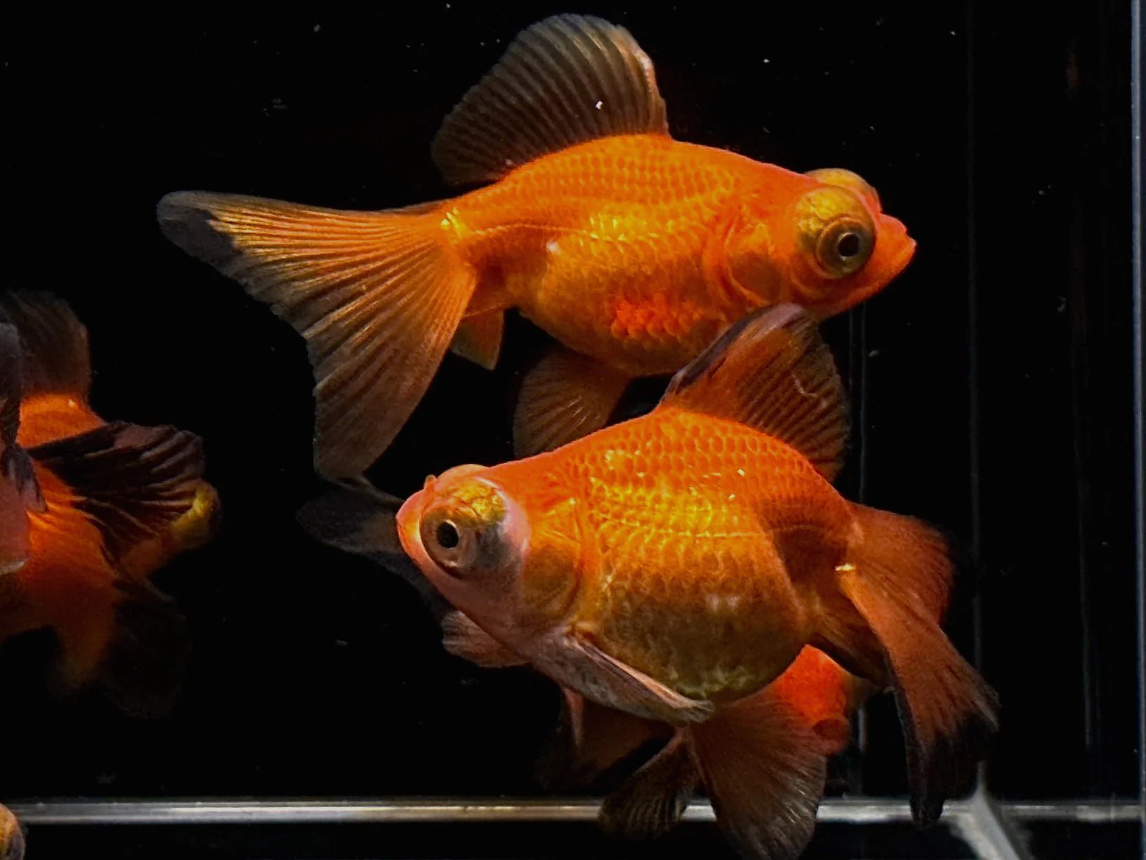 Red Butterfly Tail Goldfish 2.75-3.25" - Image 2