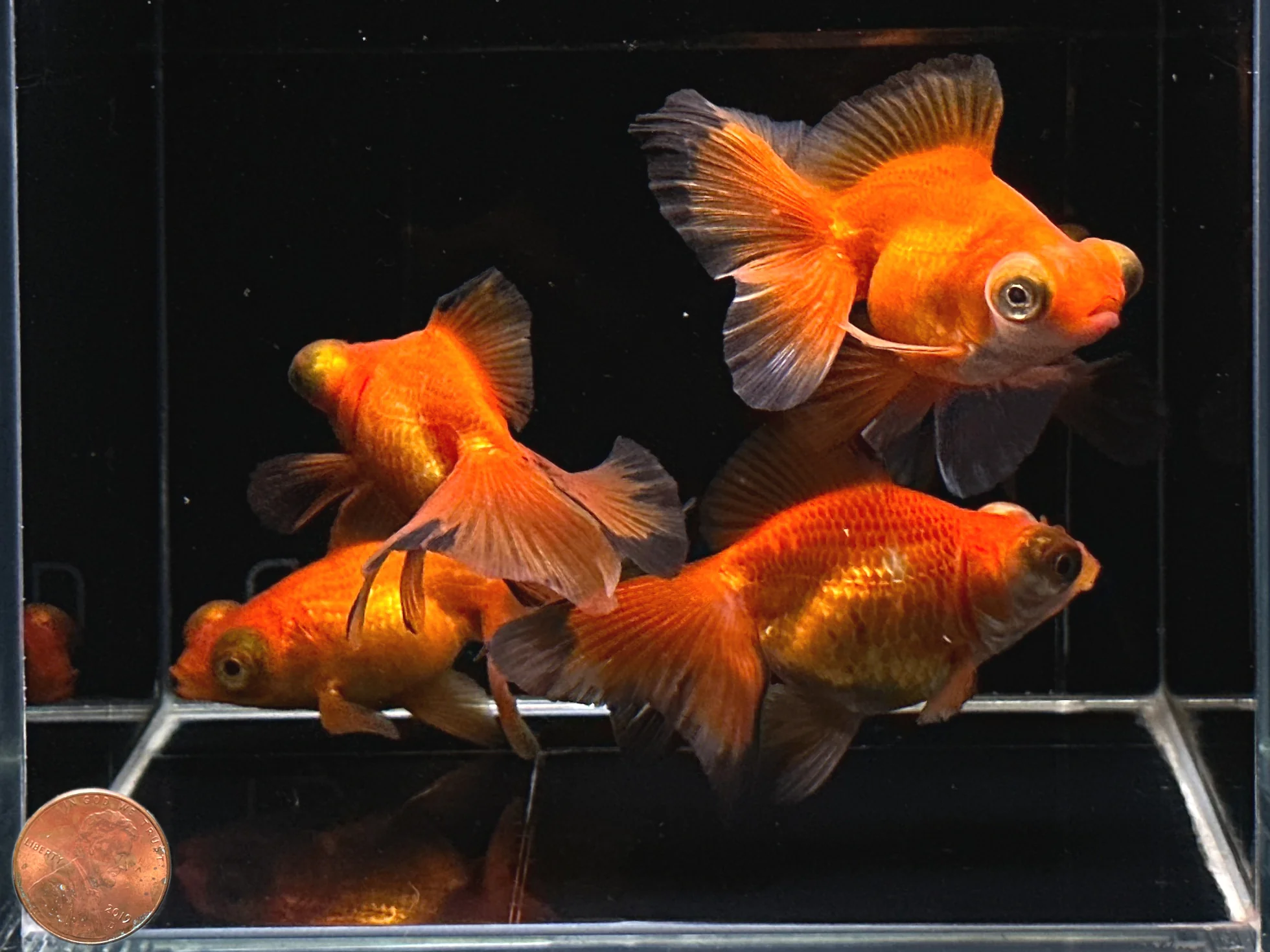 Red Butterfly Tail Goldfish 2.75-3.25" - Image 3