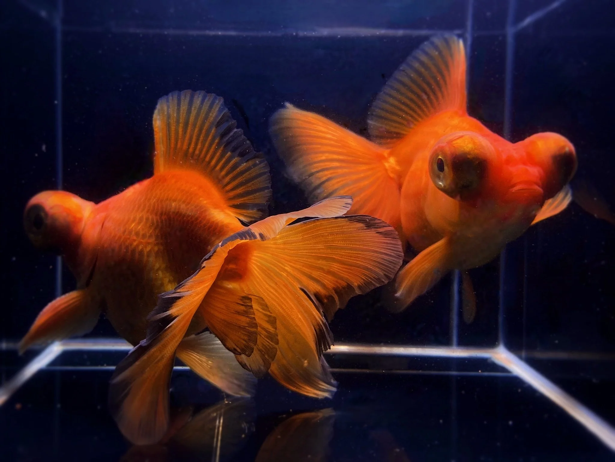 Red Butterfly Tail Goldfish - 4-4.5" - Image 2