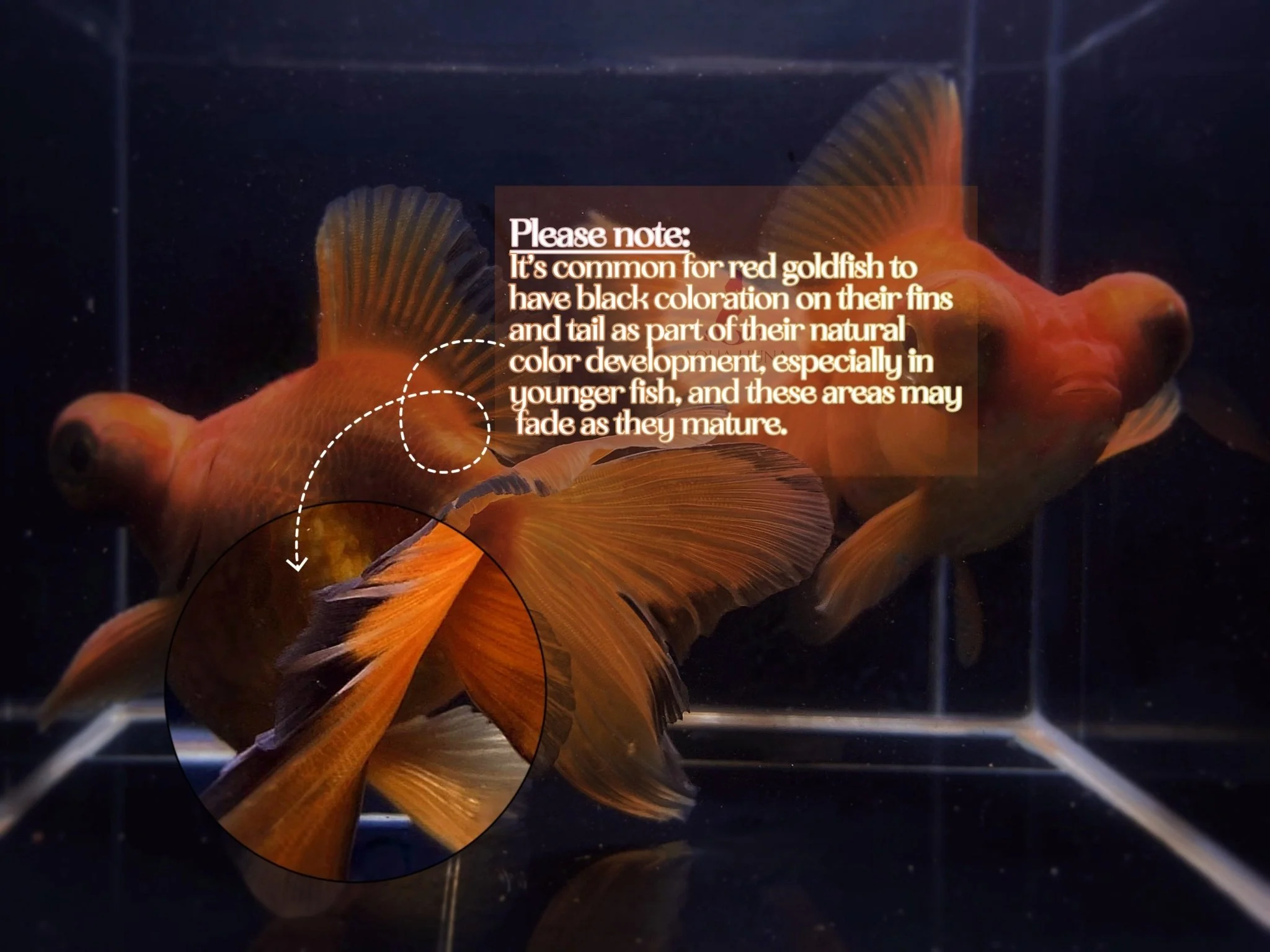Red Butterfly Tail Goldfish - 4-4.5" - Image 3