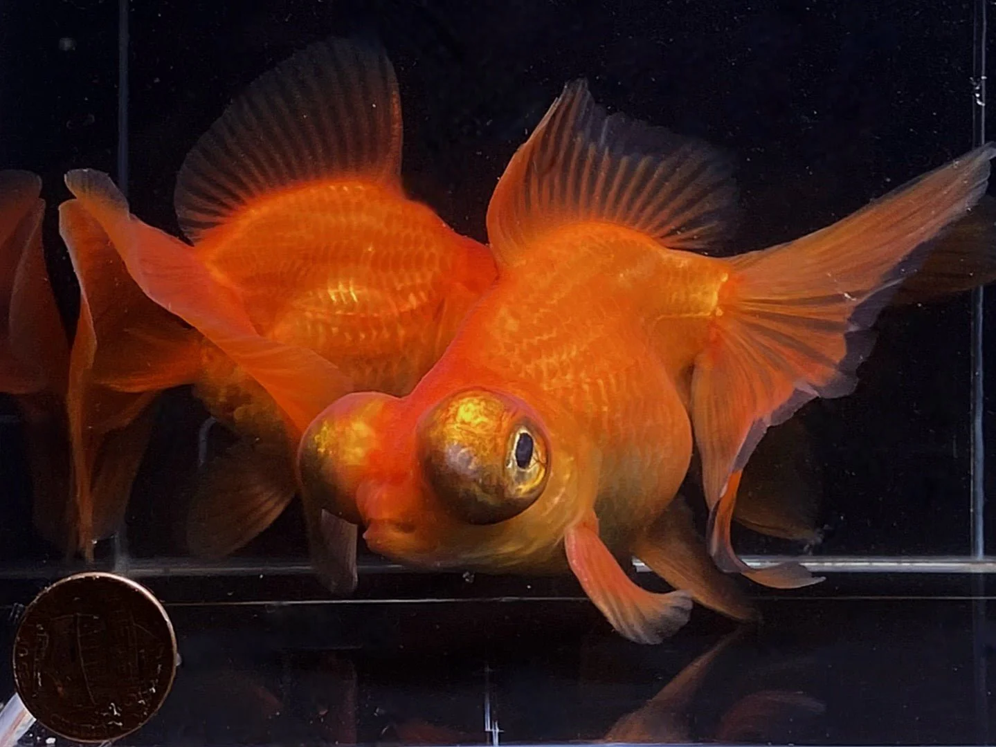 Red Butterfly Tail Goldfish - 4-4.5" - Image 4