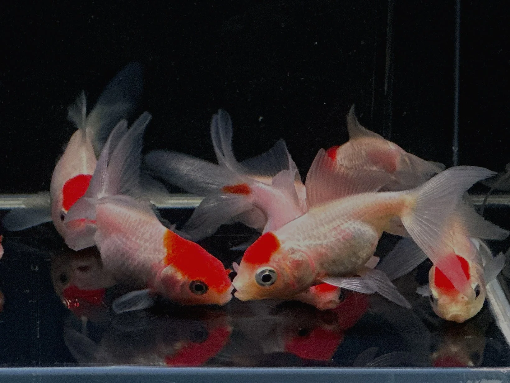Red Cap Oranda Goldfish 2.75-3.25"
