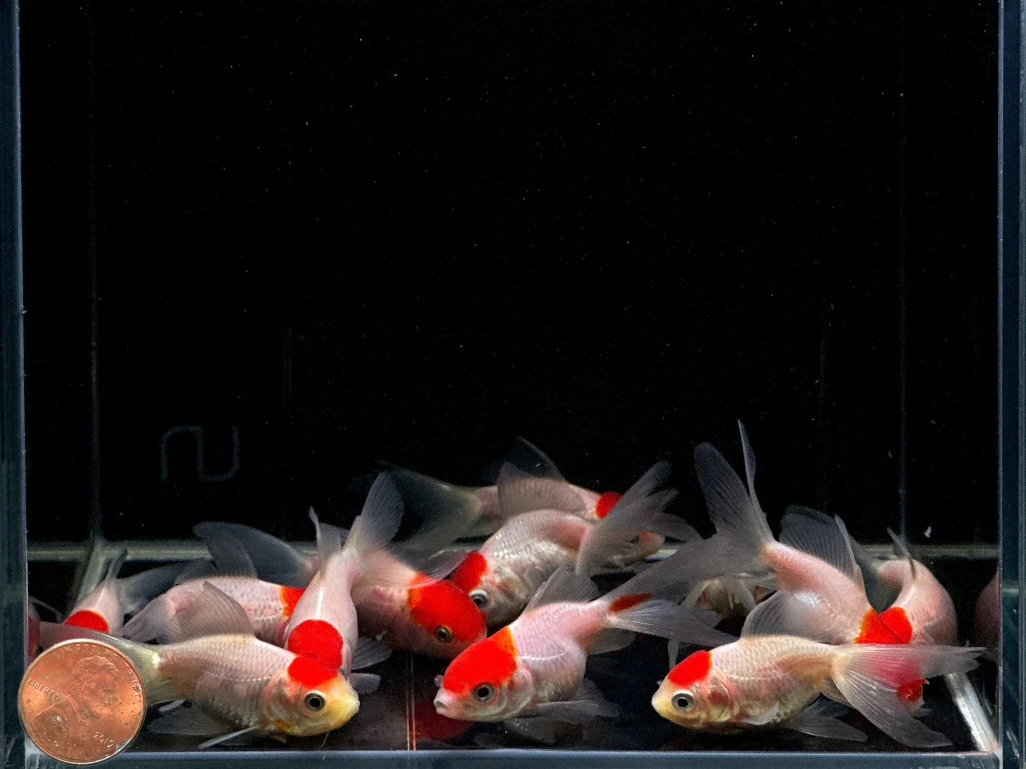 Red Cap Oranda Goldfish 2.75-3.25" - Image 2