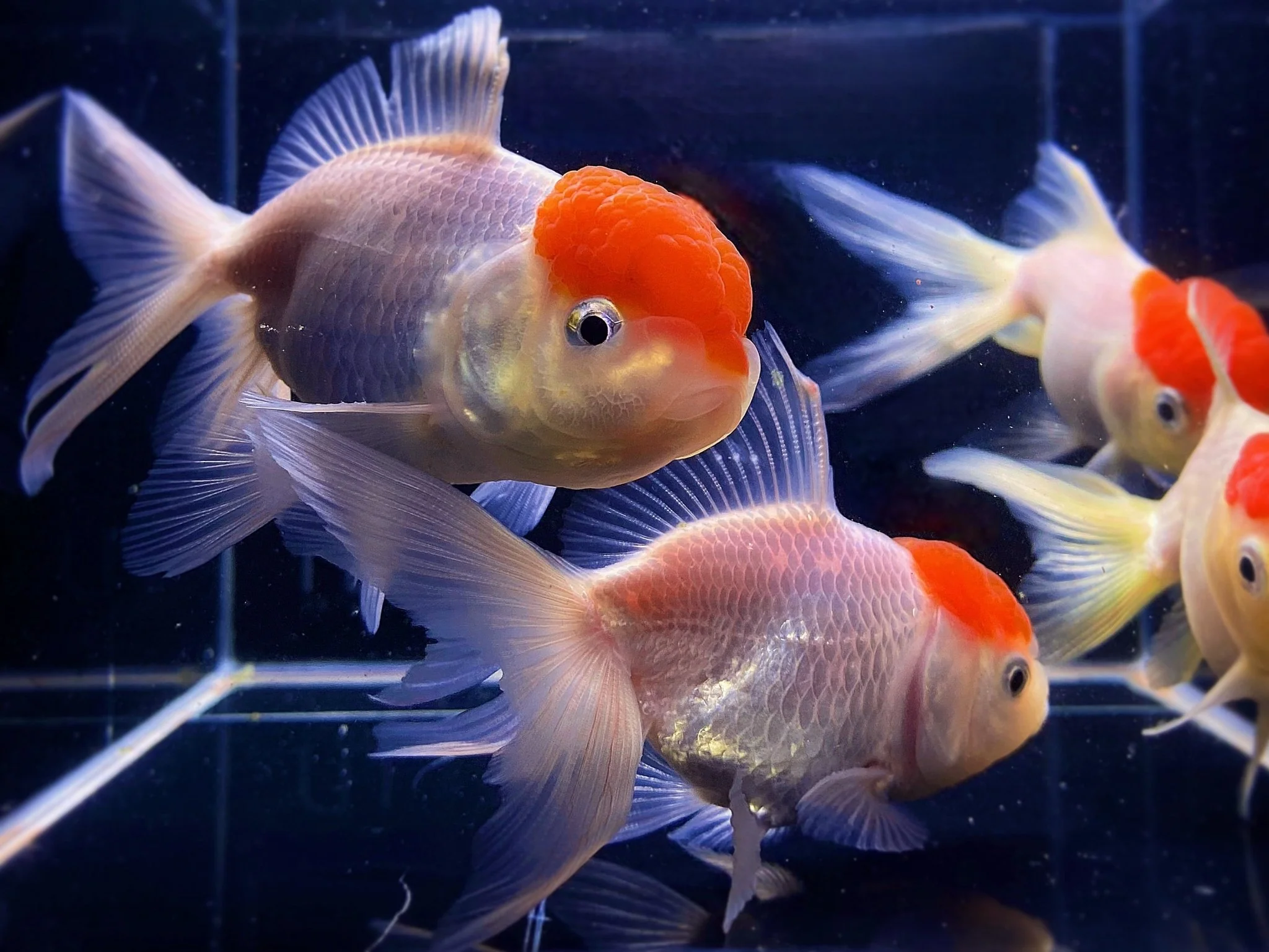 Red Cap Oranda Goldfish 3.5-4"