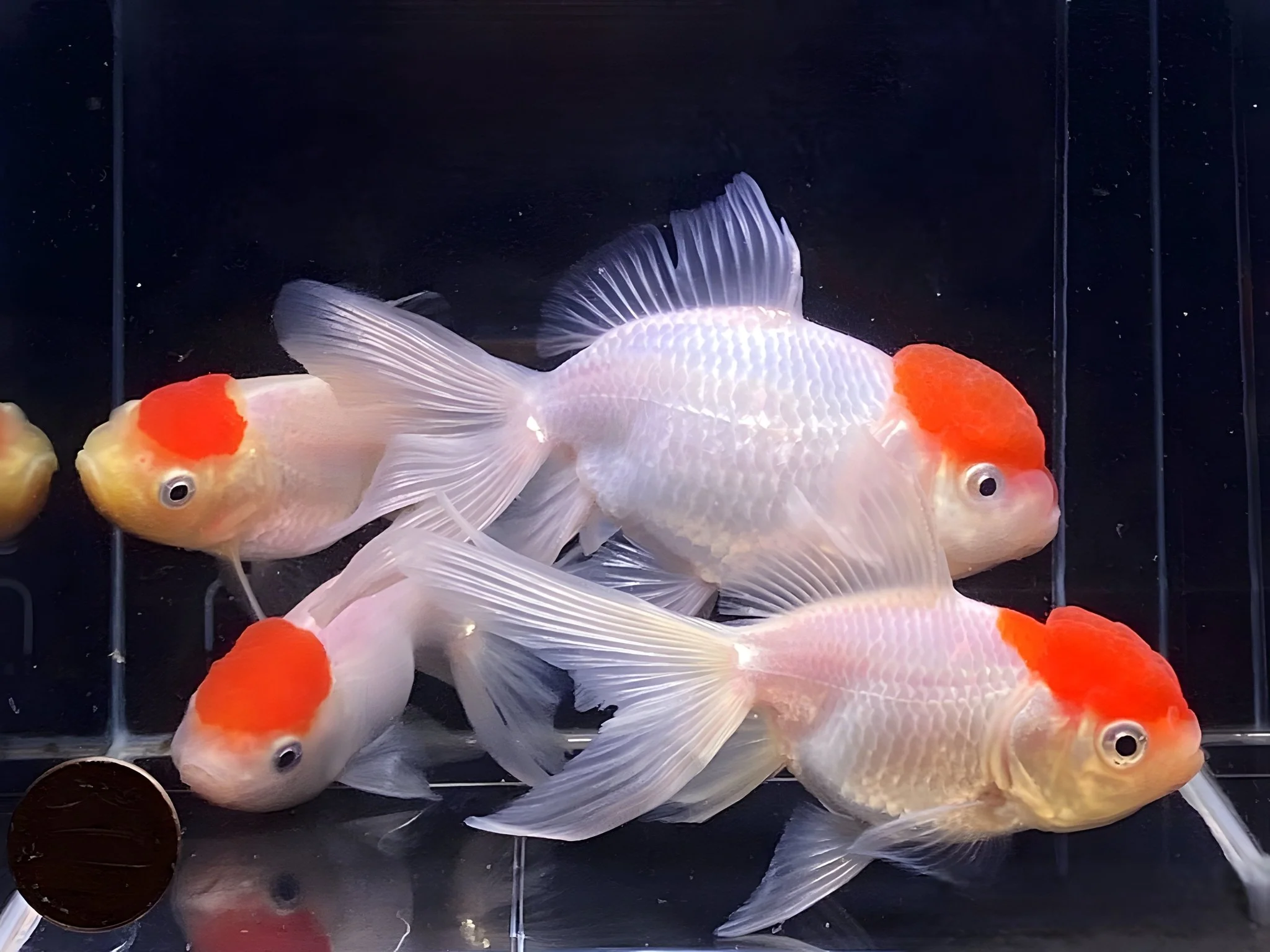 Red Cap Oranda Goldfish 3.5-4" - Image 2