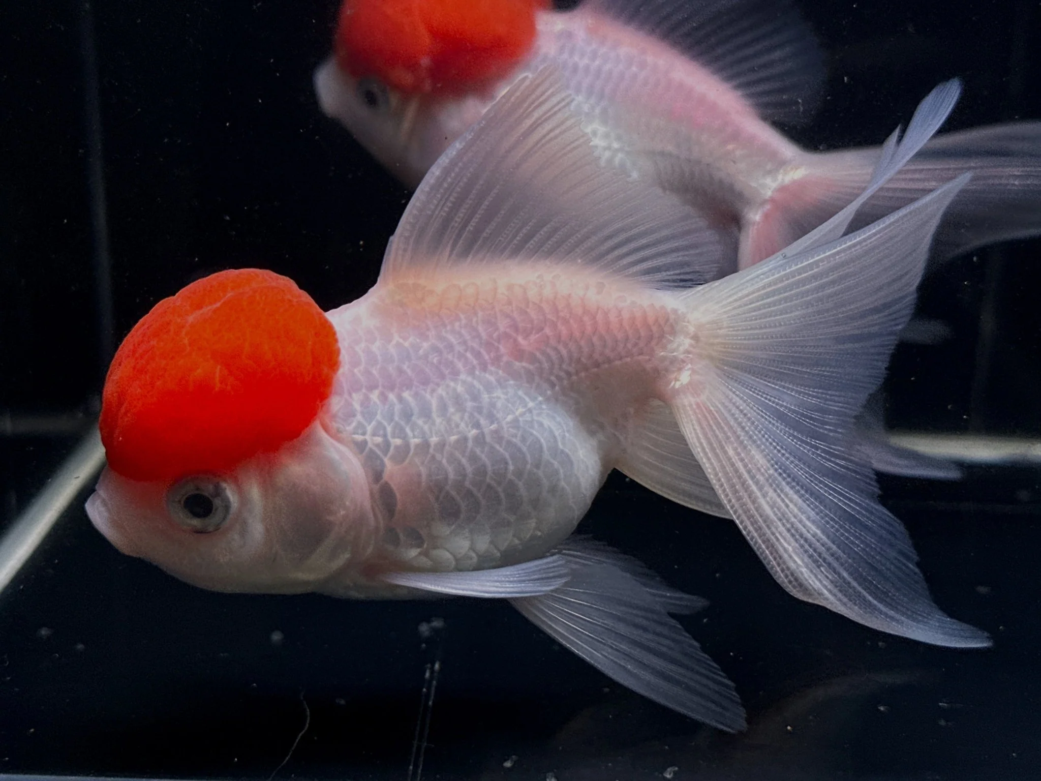 Red Cap Oranda Goldfish - 4-4.5"