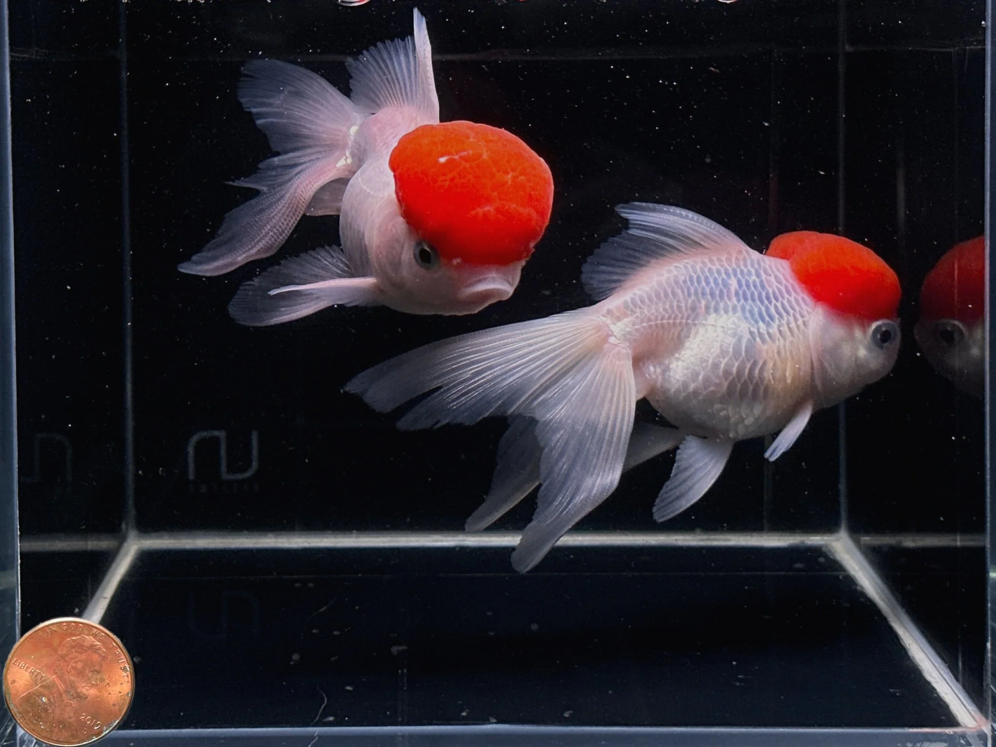 Red Cap Oranda Goldfish - 4-4.5" - Image 2