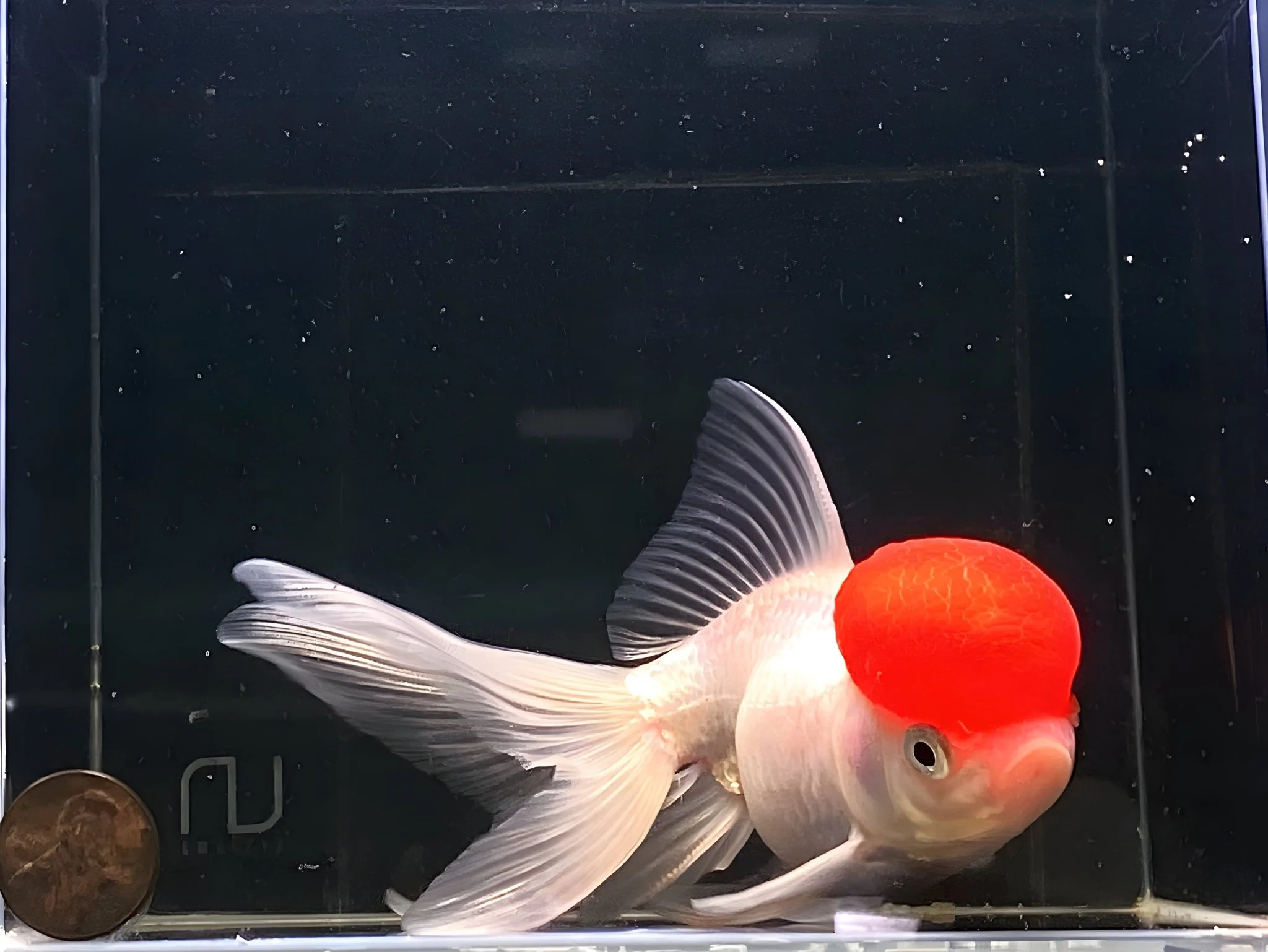 Red Cap Oranda Goldfish - 5"
