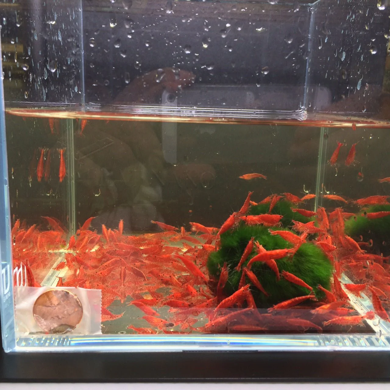 Red Cherry Shrimp (Grade A) - Image 3