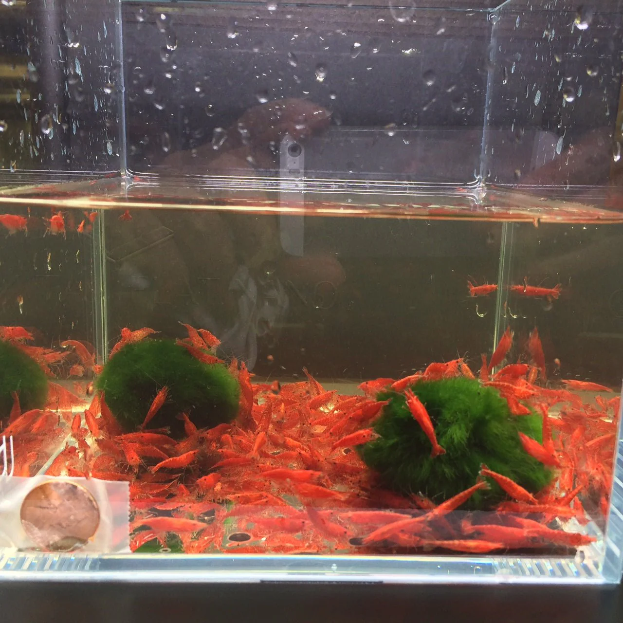 Red Cherry Shrimp (Grade A) - Image 4