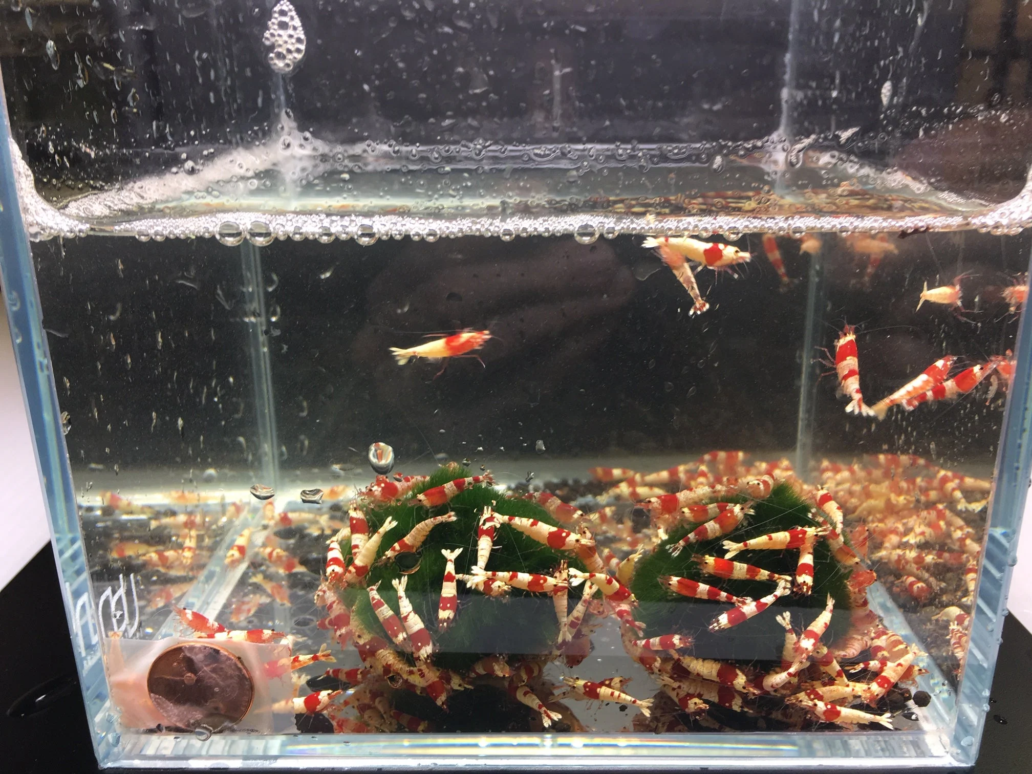 Red Crystal Shrimp (Grade S) - Image 3