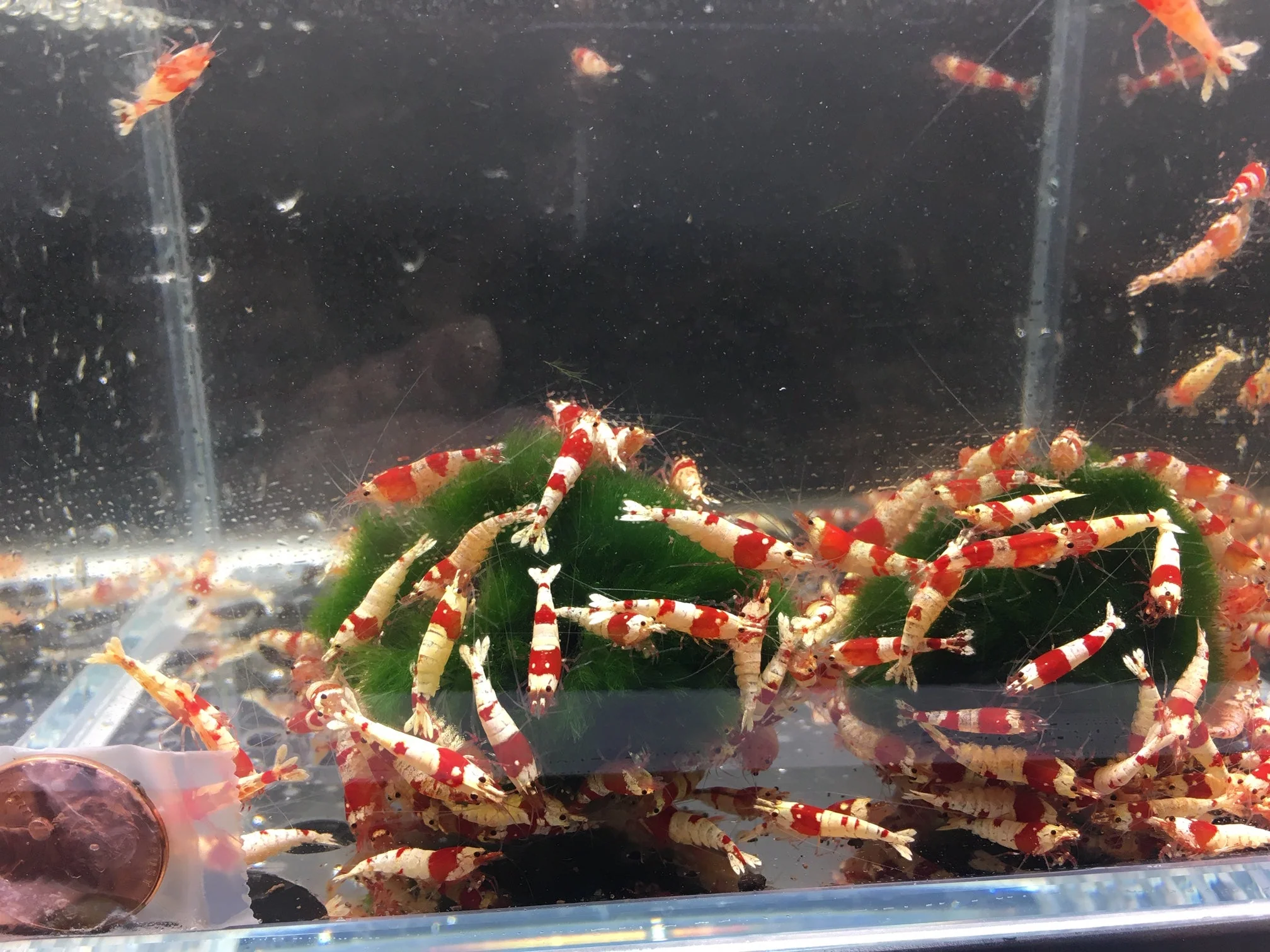 Red Crystal Shrimp (Grade S) - Image 4