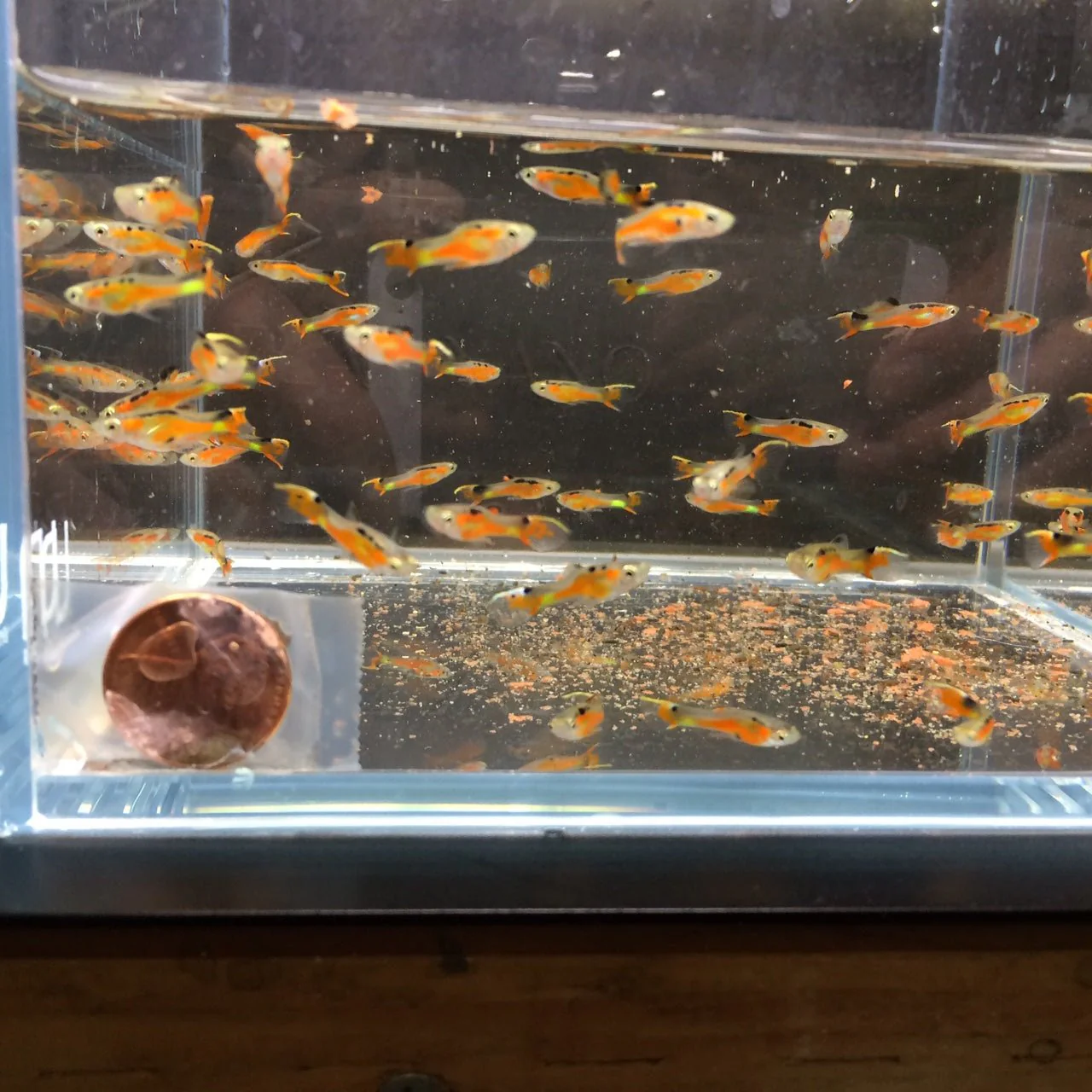 HiFin Red Endler - Image 2