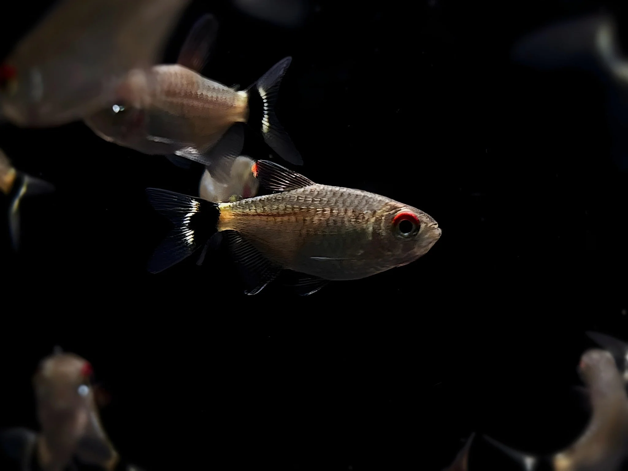 Red Eye Tetra