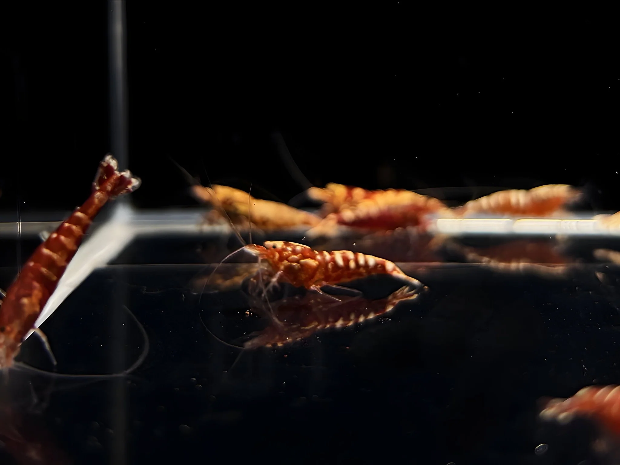 Red Galaxy Shrimp Mix