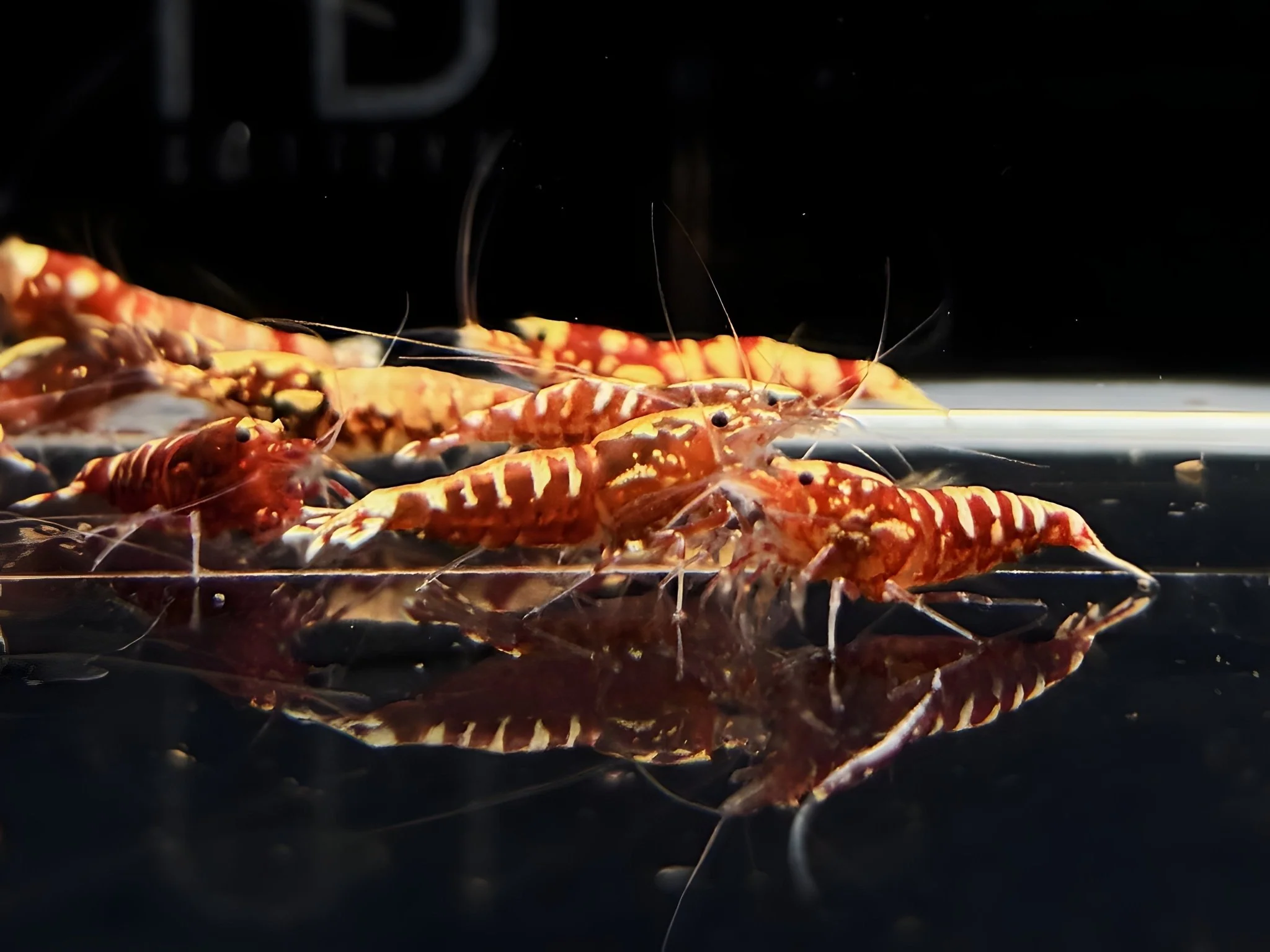 Red Galaxy Shrimp Mix - Image 2