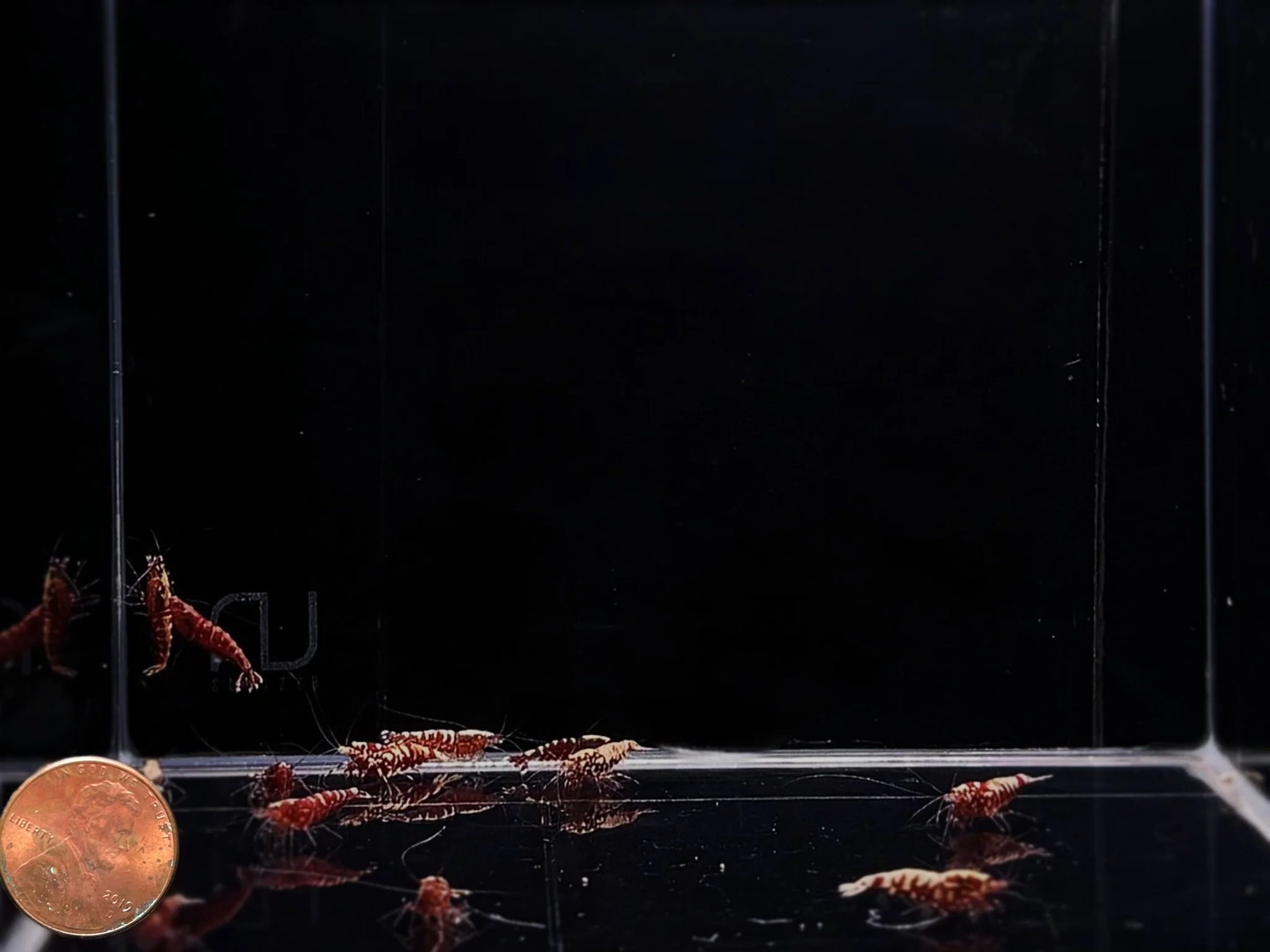 Red Galaxy Shrimp Mix - Image 3
