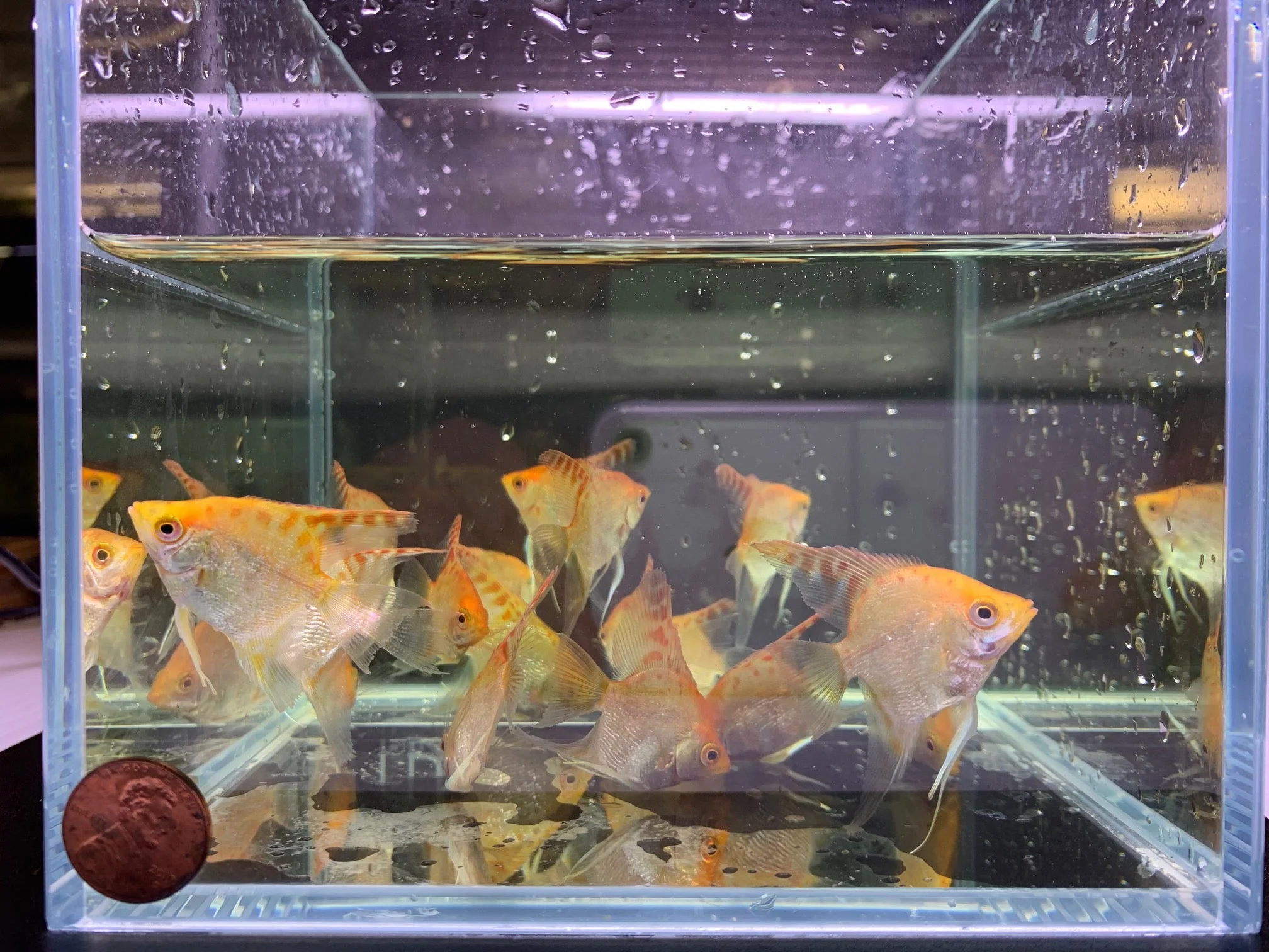 Red Head Diamond Angelfish M - Image 3