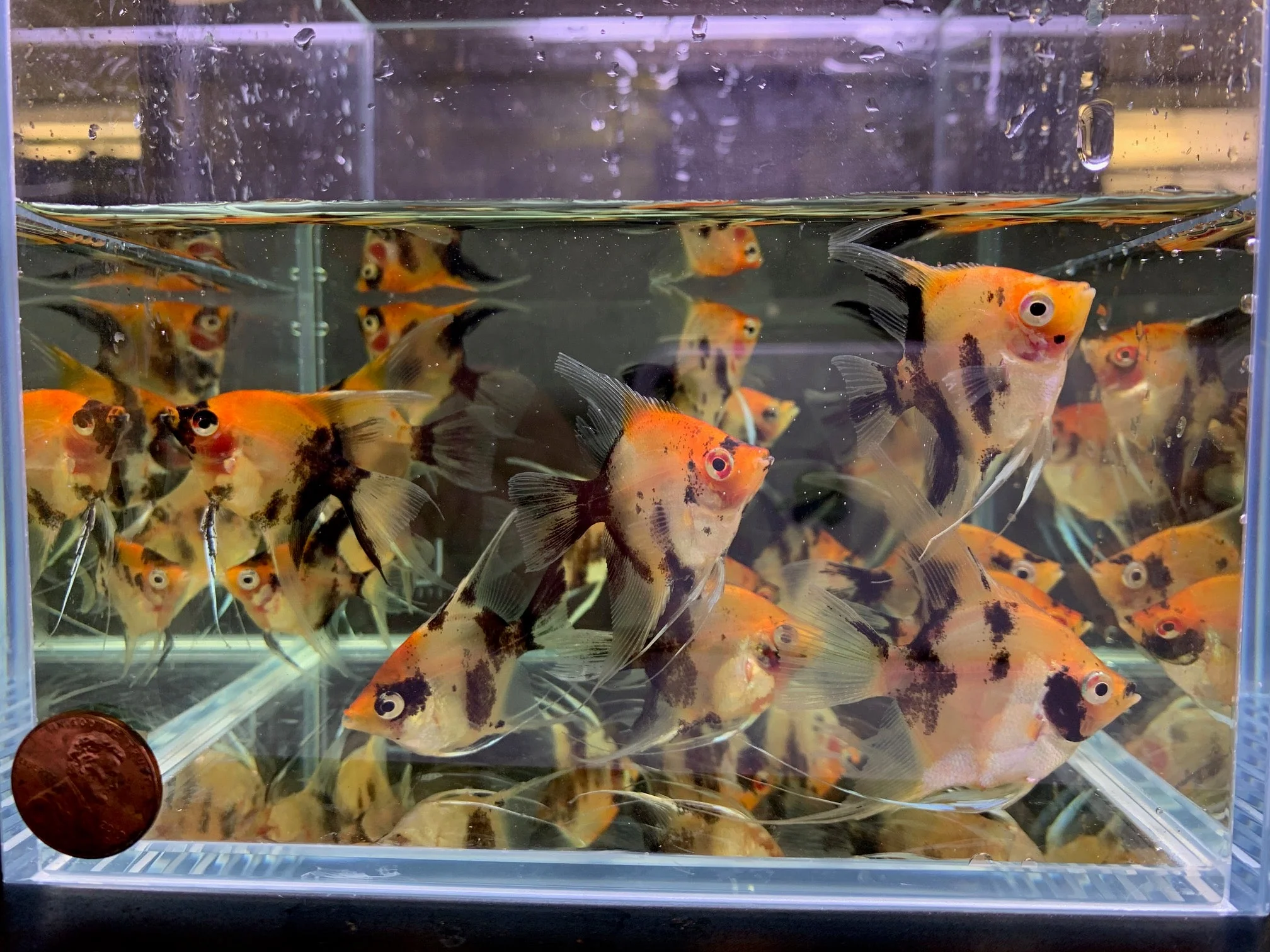 Red Koi Angelfish M - Image 3